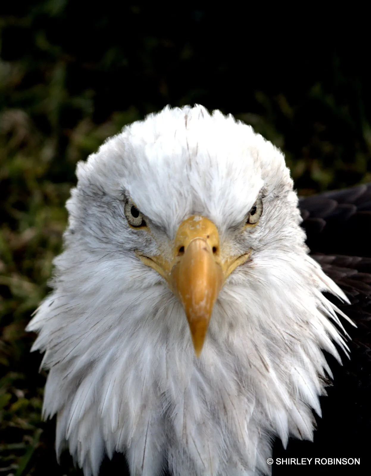 Glory the Eagle