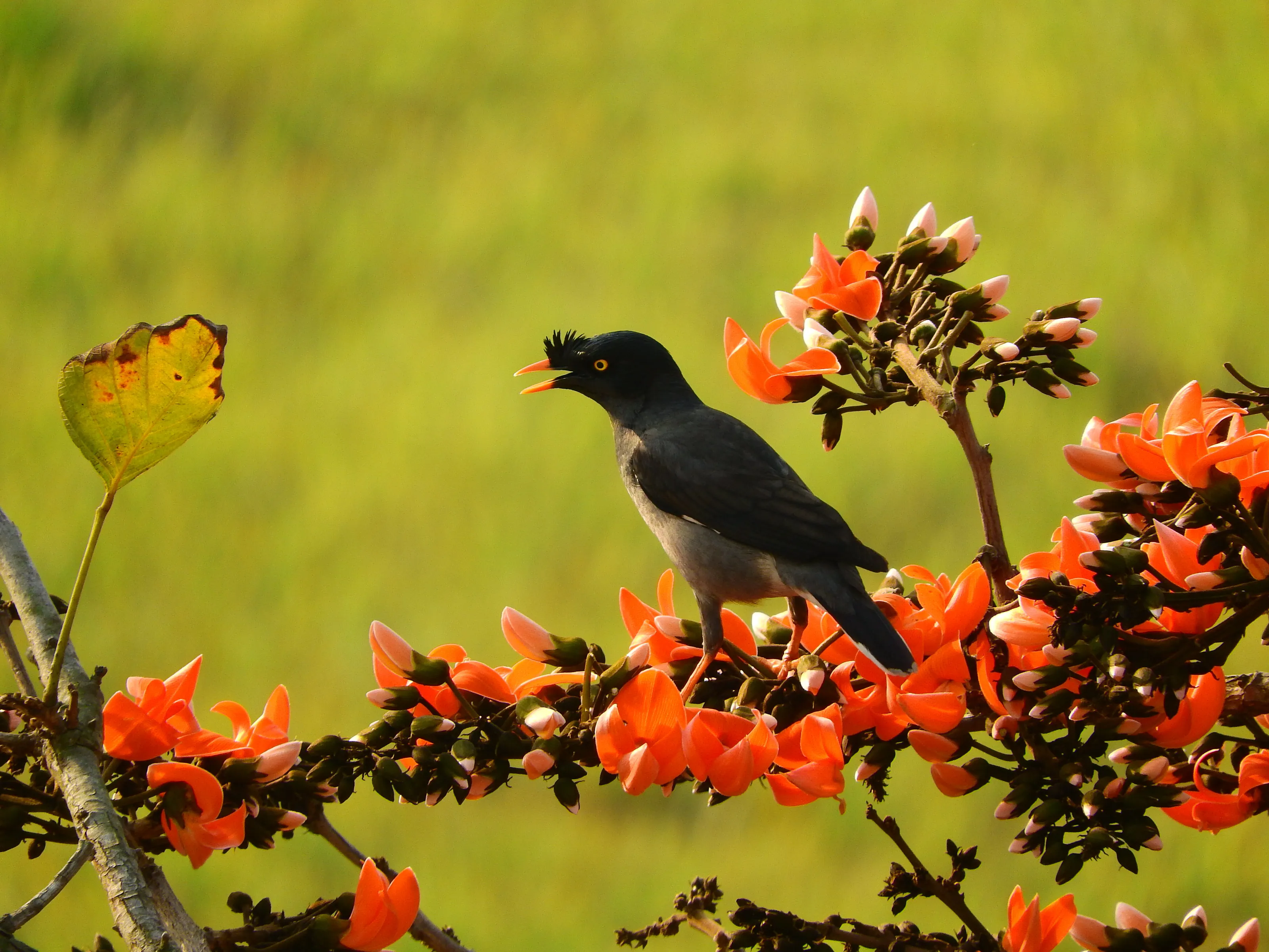 Jungle Myna... !!!