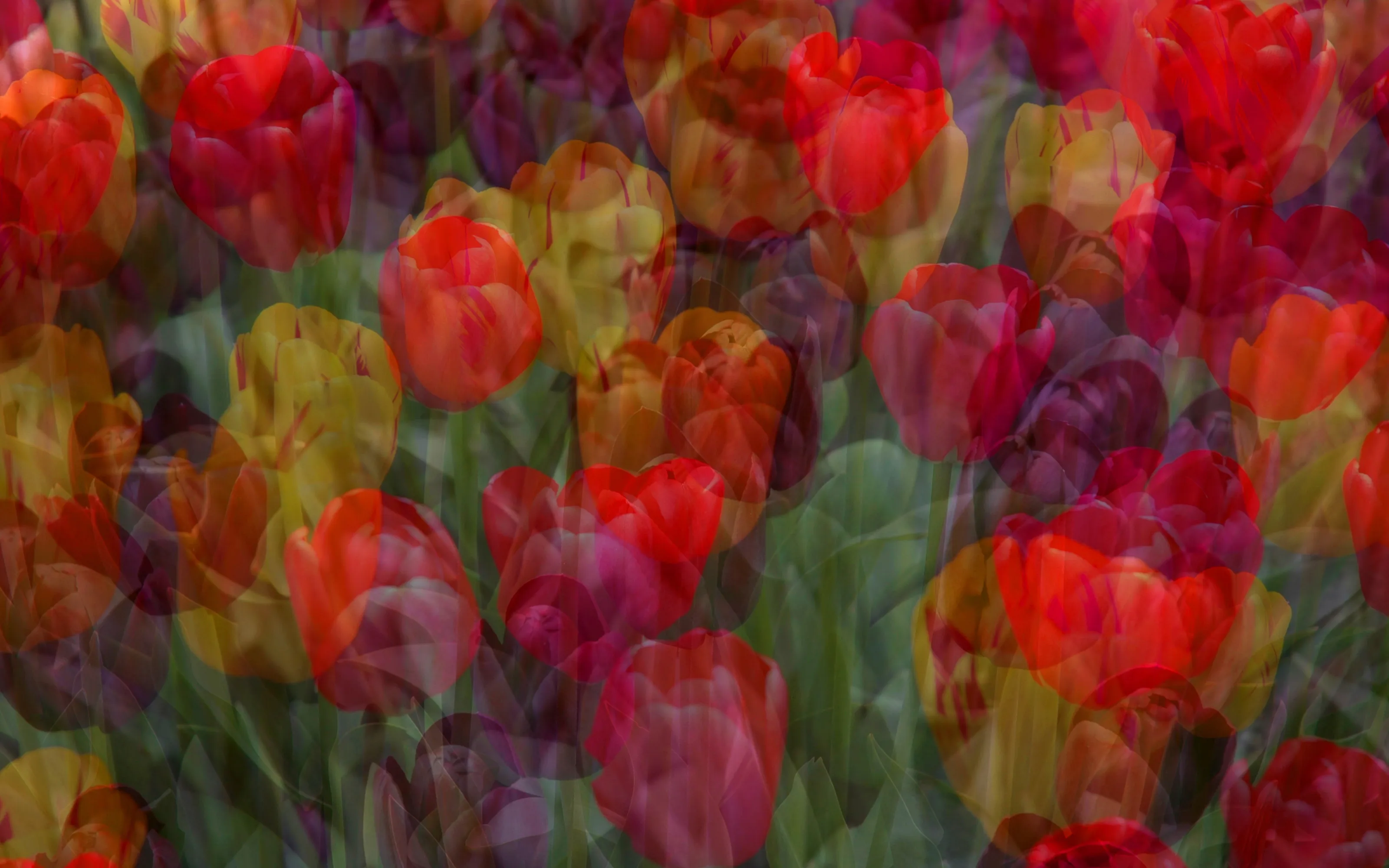 Tulips