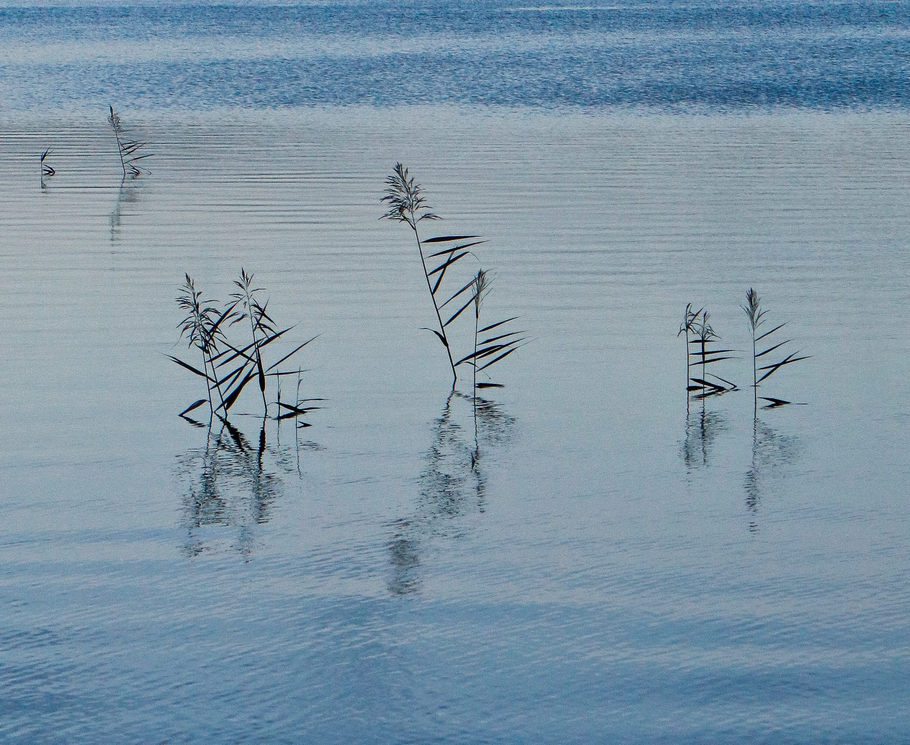 Grasses in the lake