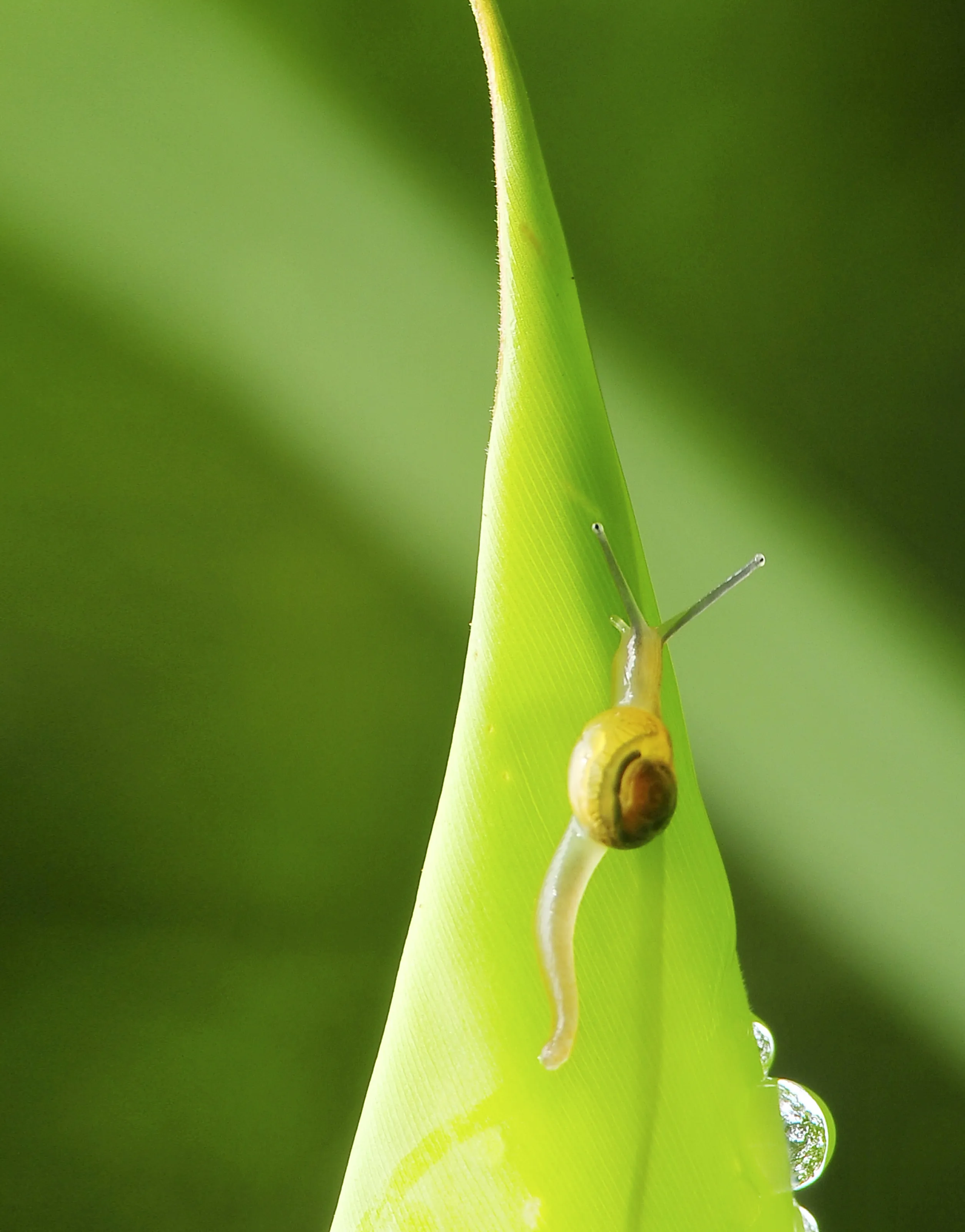 Baby snail