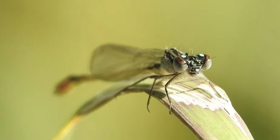 Ischnura elegans female