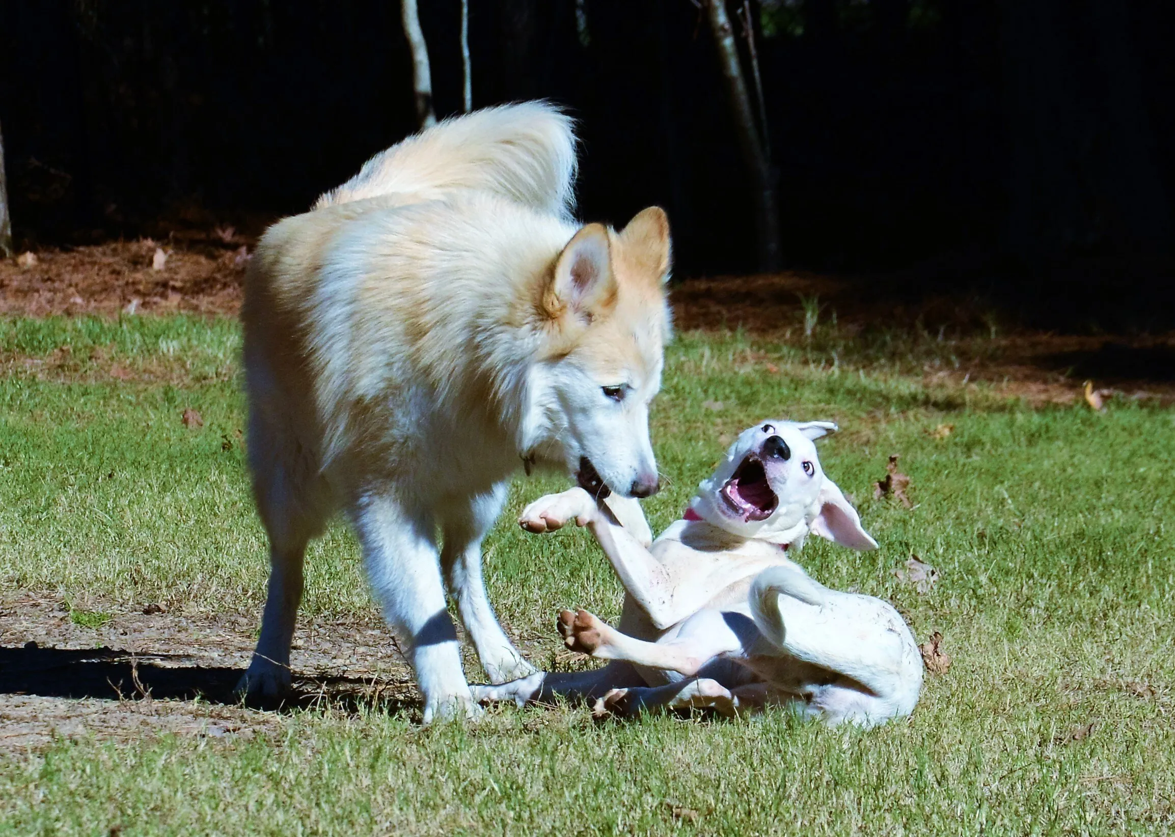 Wild Eyed Funny Dog