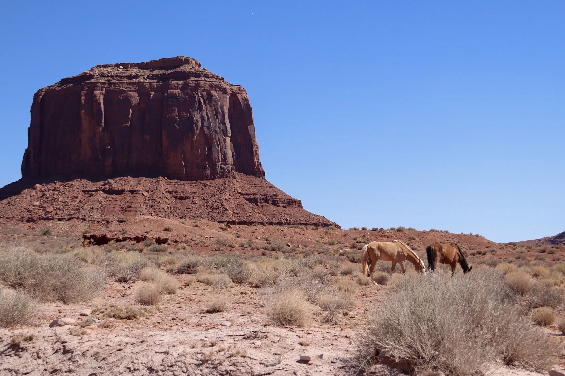 Beauty in the desert