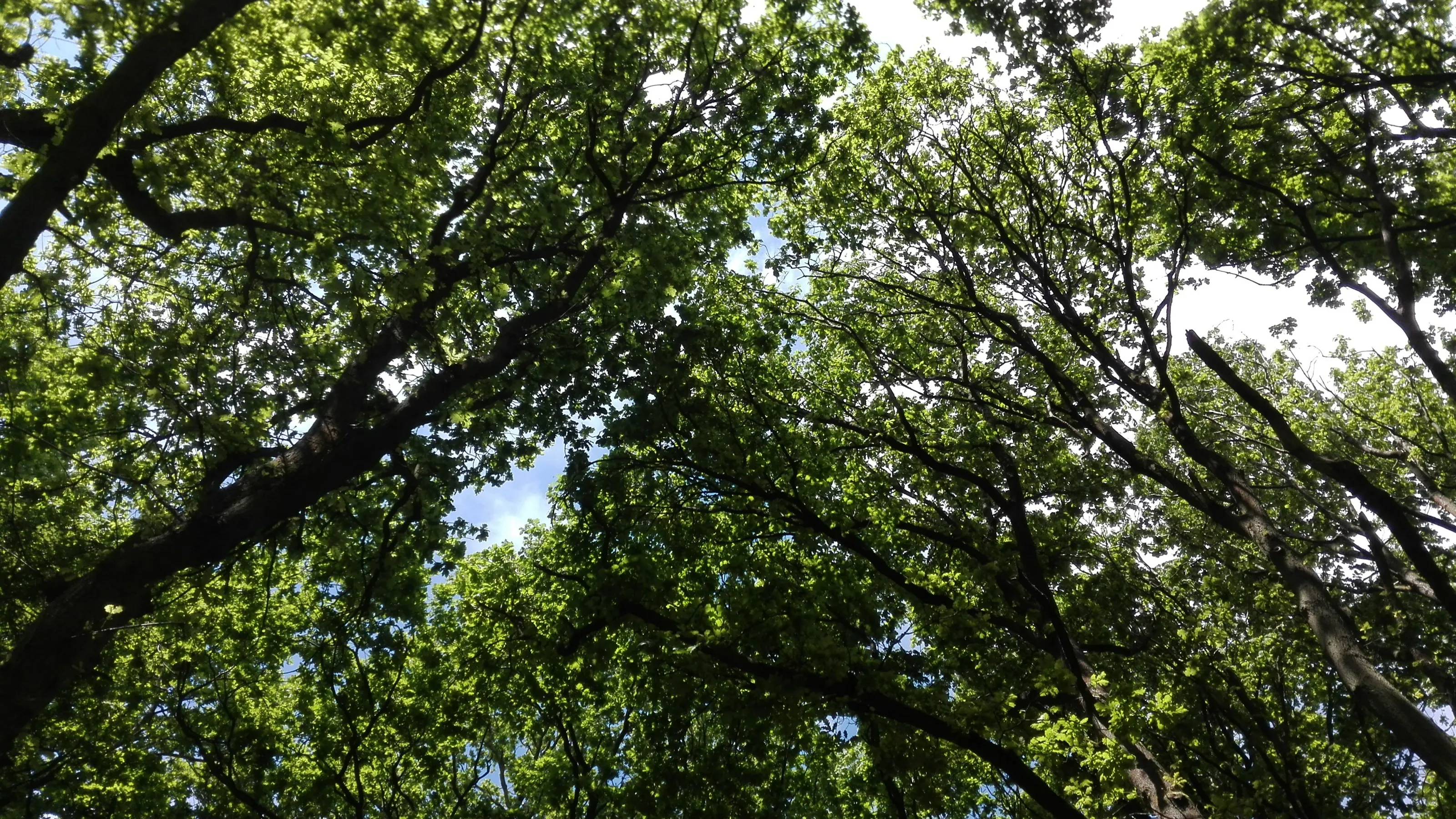 Tree Tops
