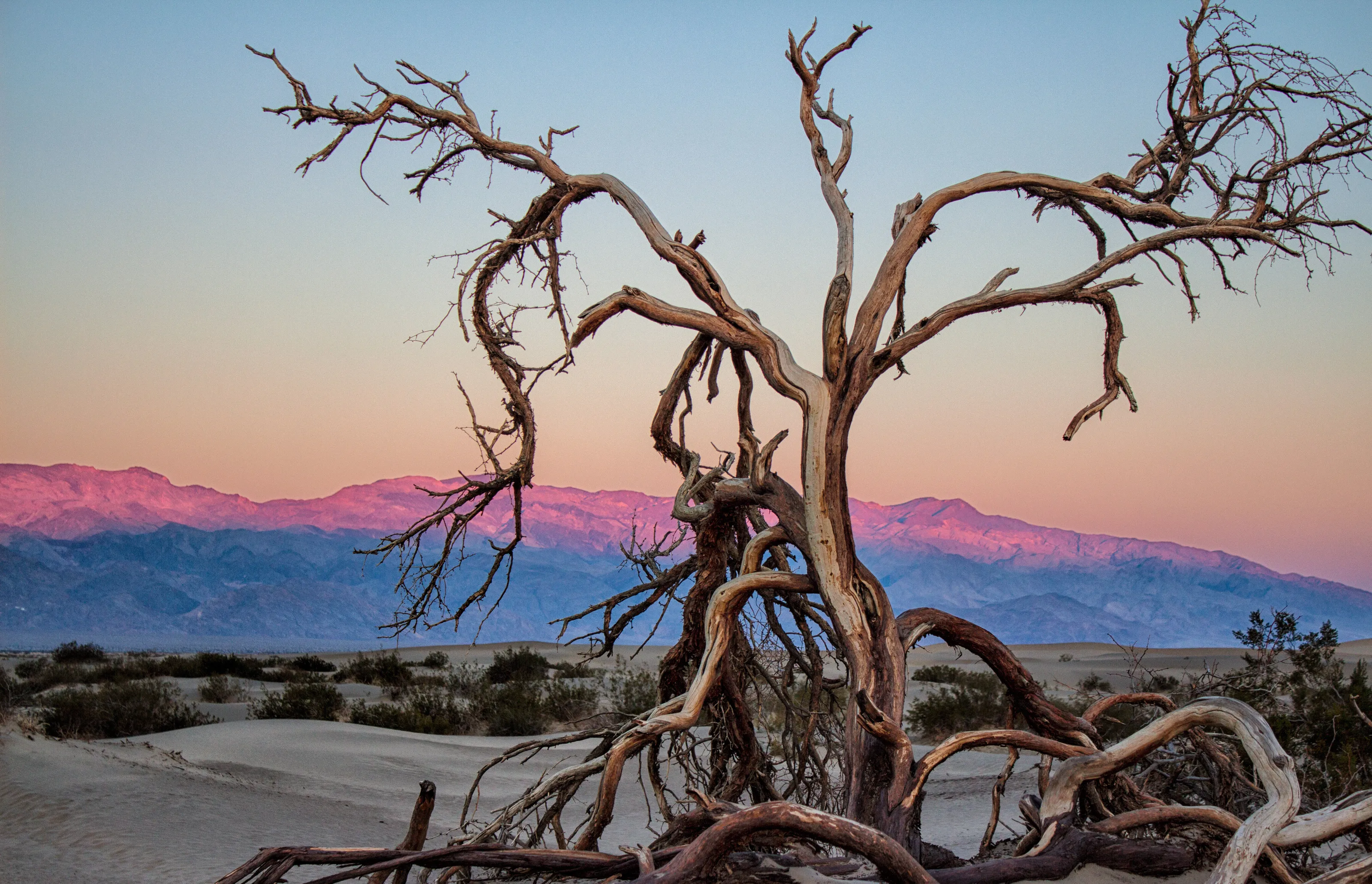 Sunrise tree
