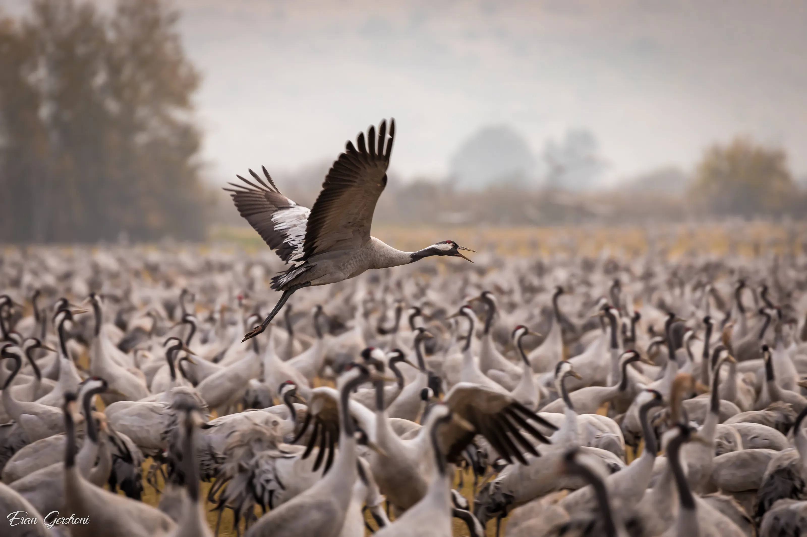 Cranes in Israel