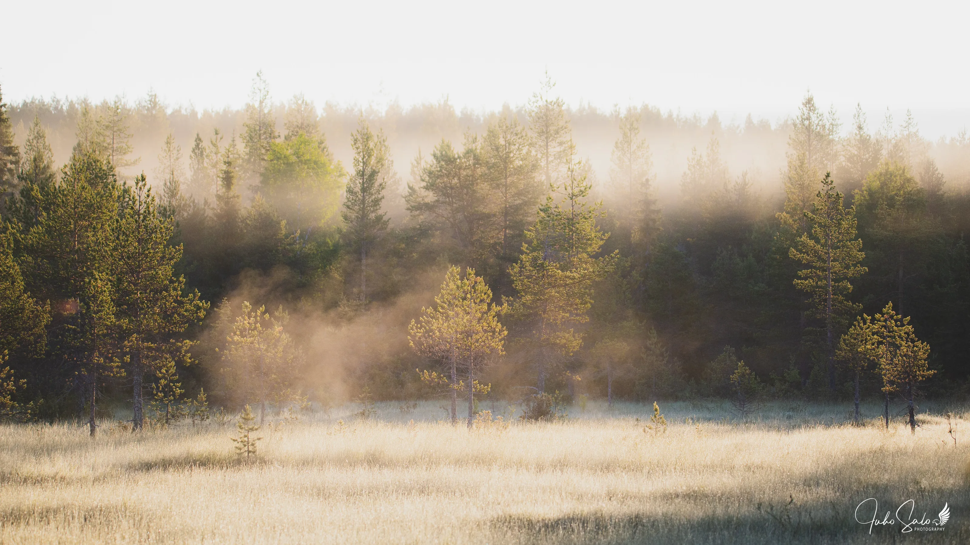 Foggy swamp.