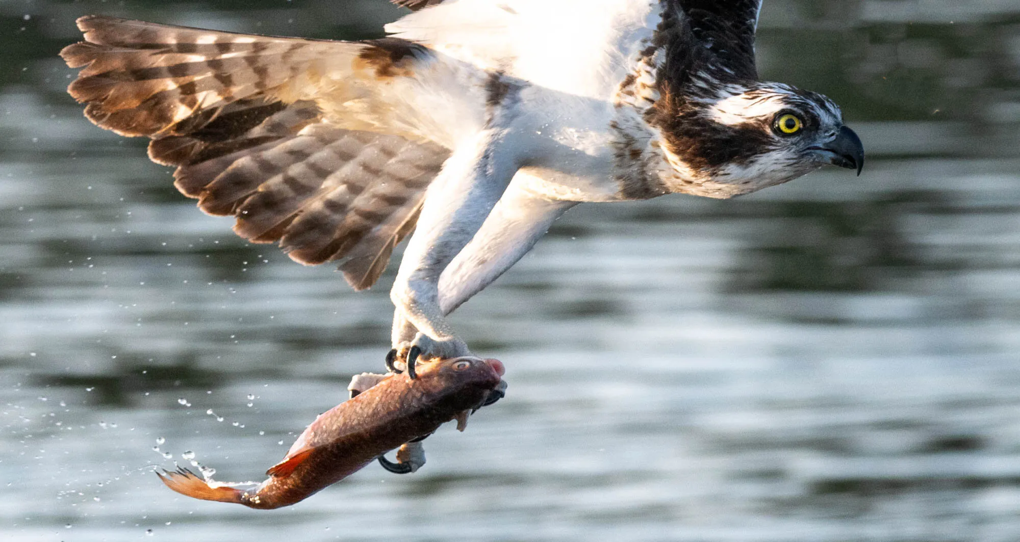 Osprey in Sweden