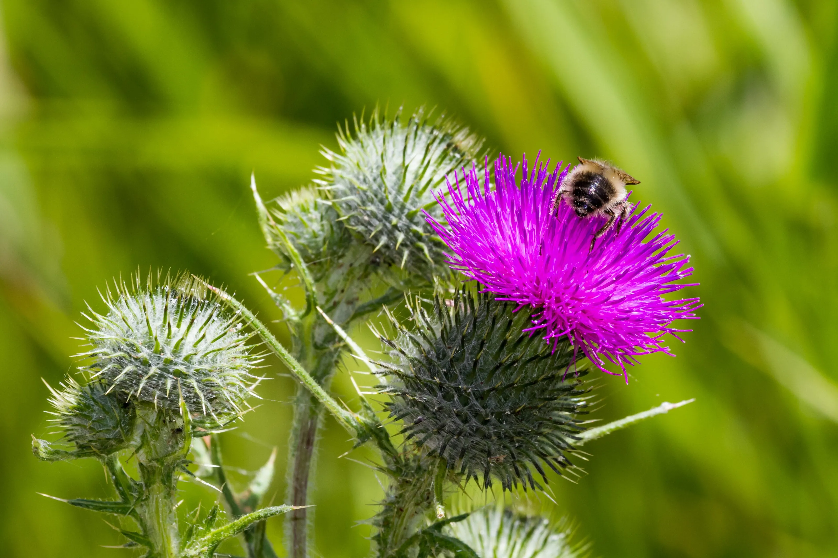 Bee pollinating purple Canada Thistle