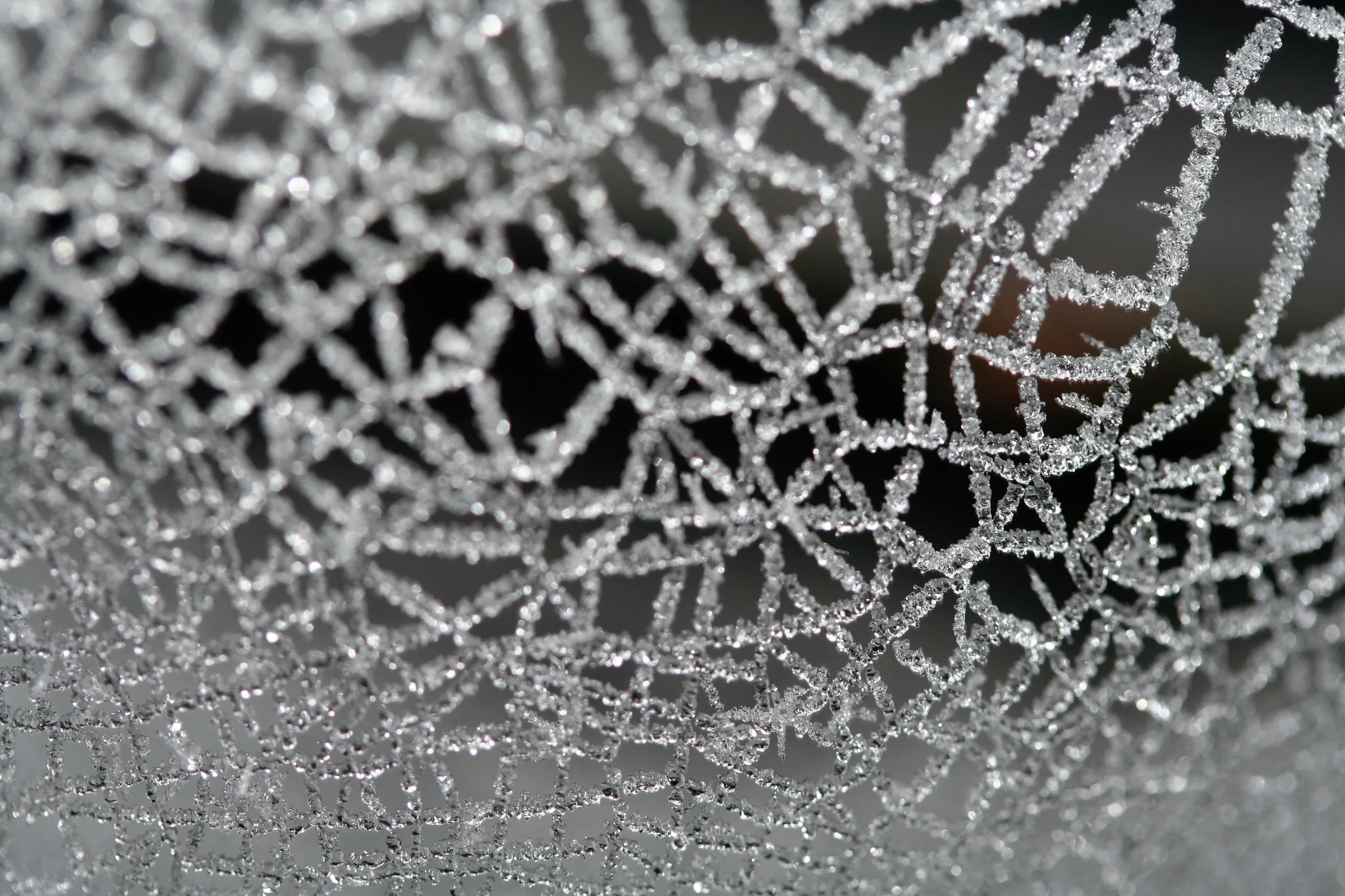 Spiders Web