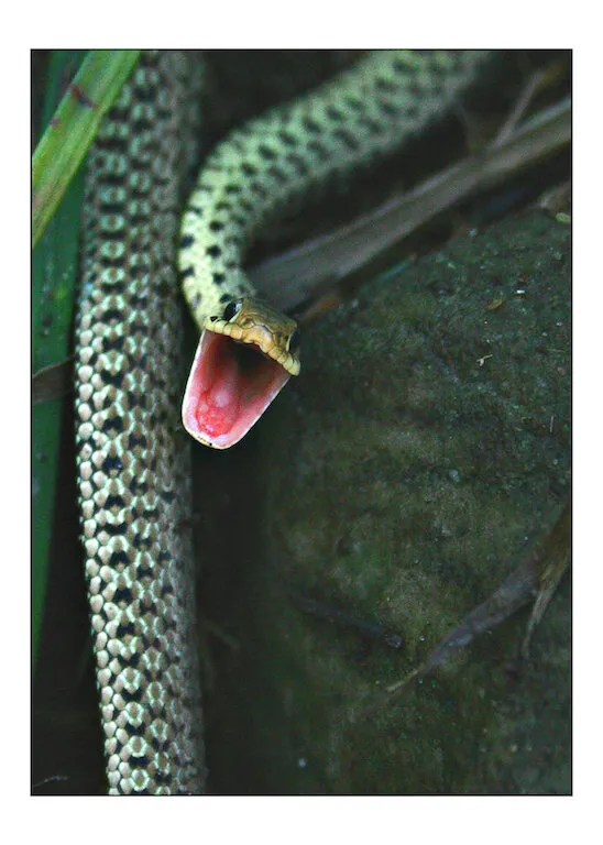 Don't Tread on Me