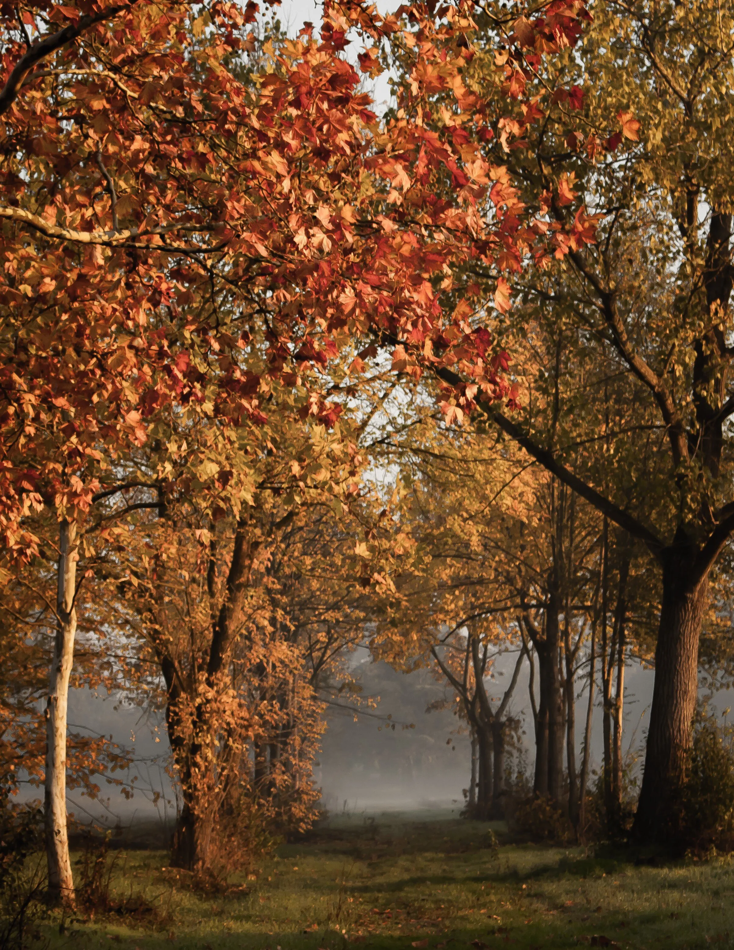 foggy morning