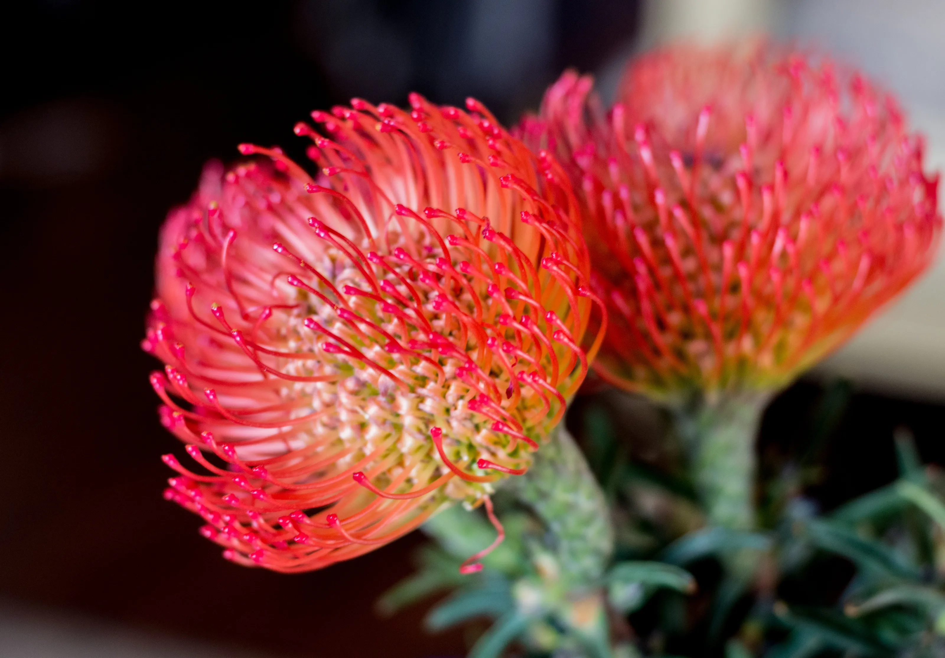Flowers 1
