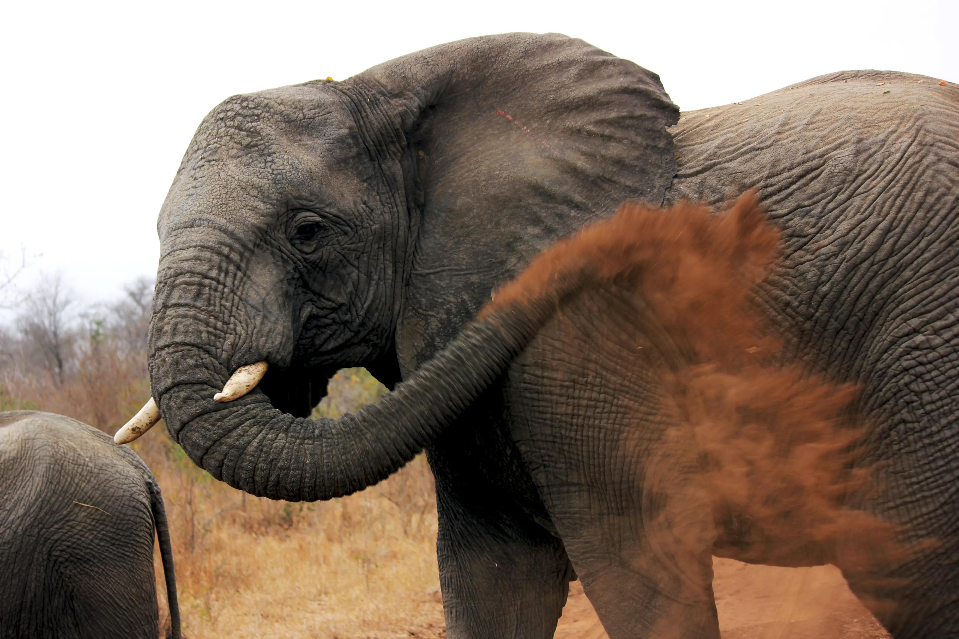 Photo of an Elephant taken in Thornybush Game Reserve, South Africa.