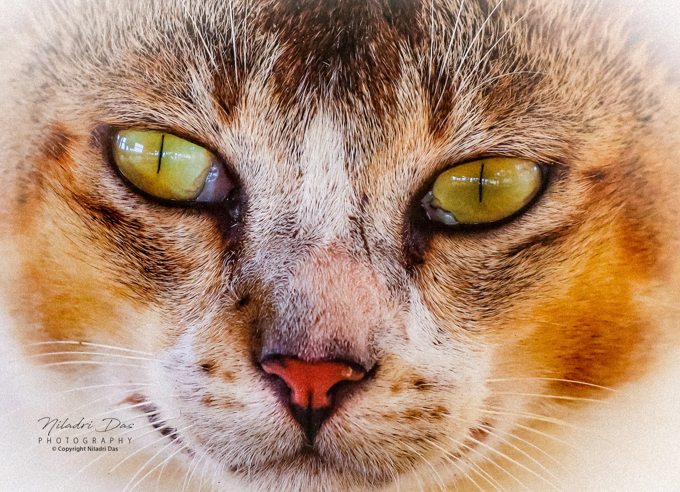Cat's Eye