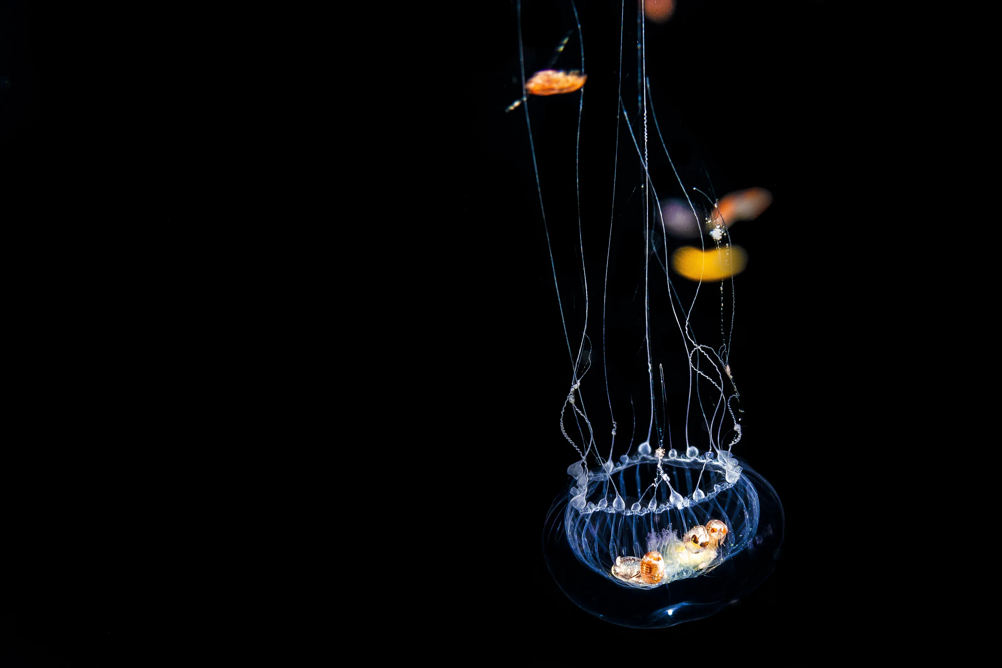 Hidromedusae with amphipods larvae