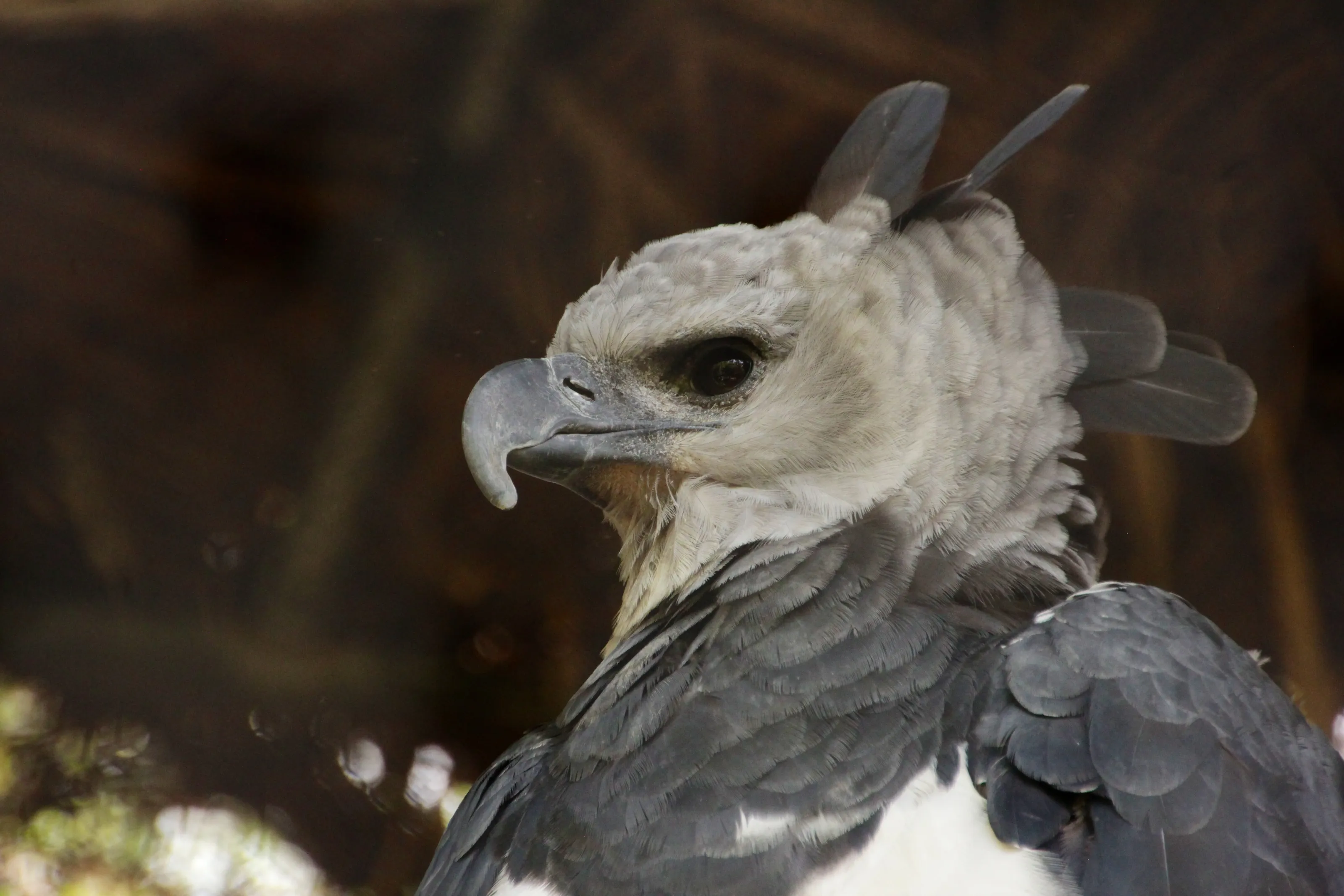 Harpy Eagle Portrait