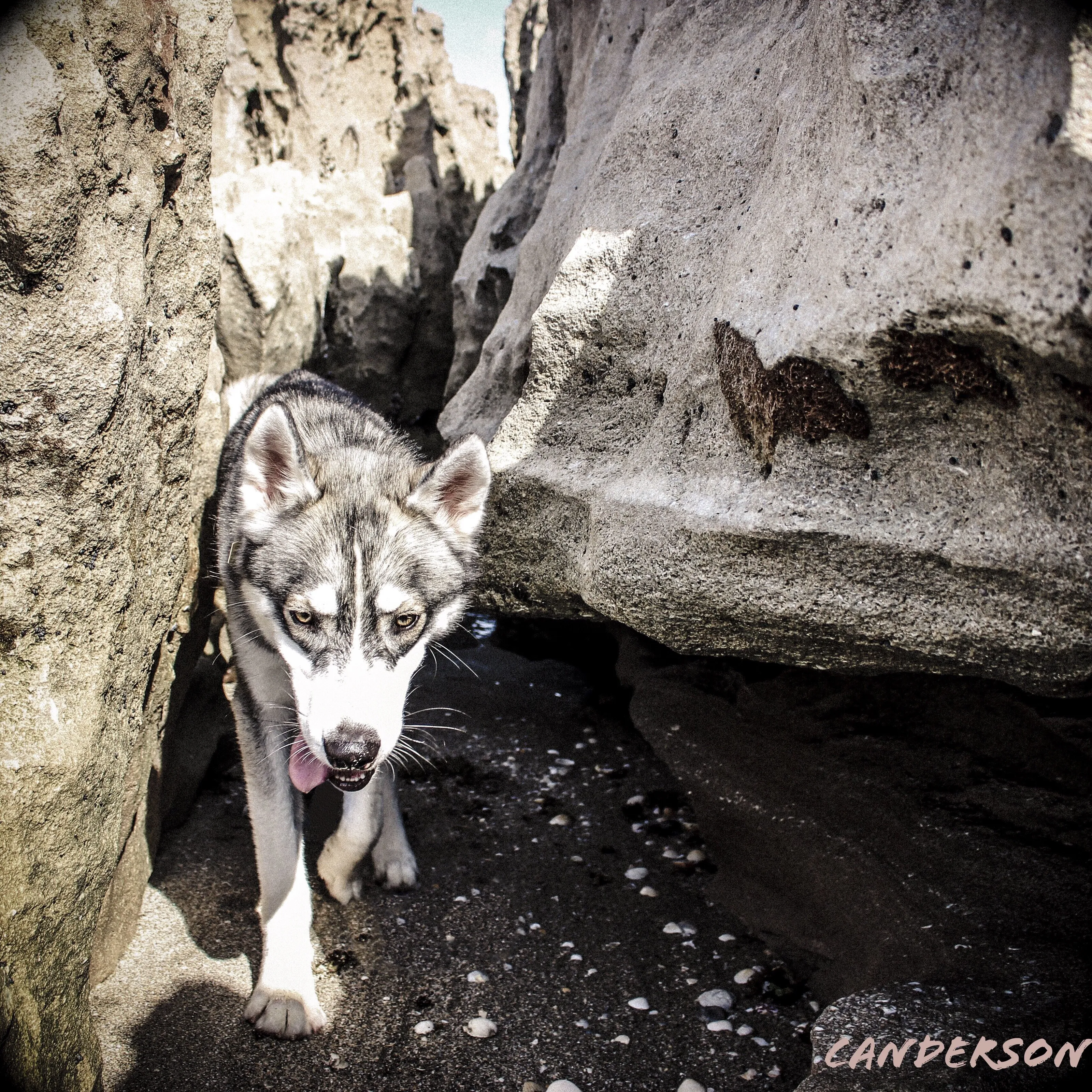 Lone Wolf