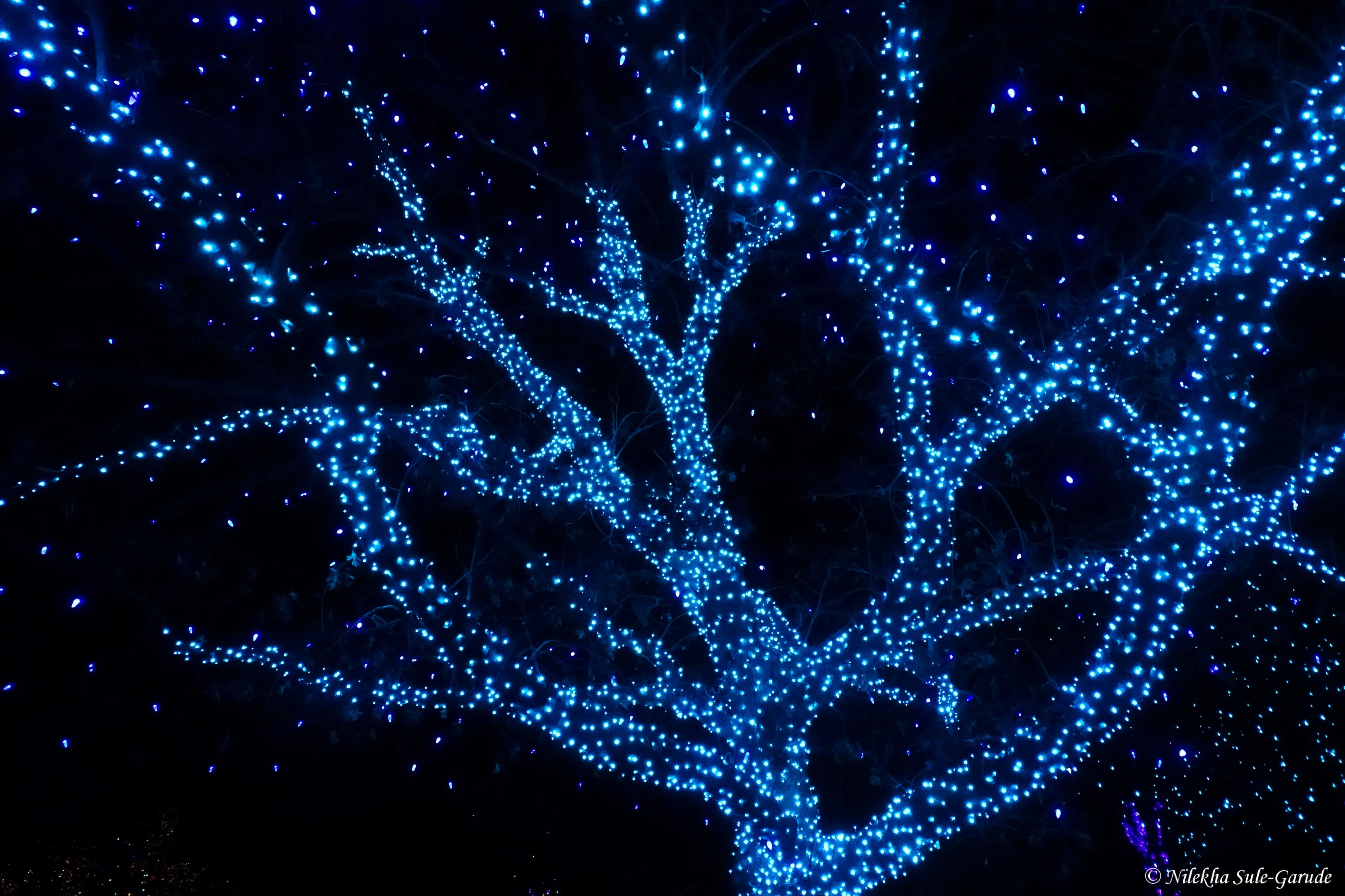 Tree-lights