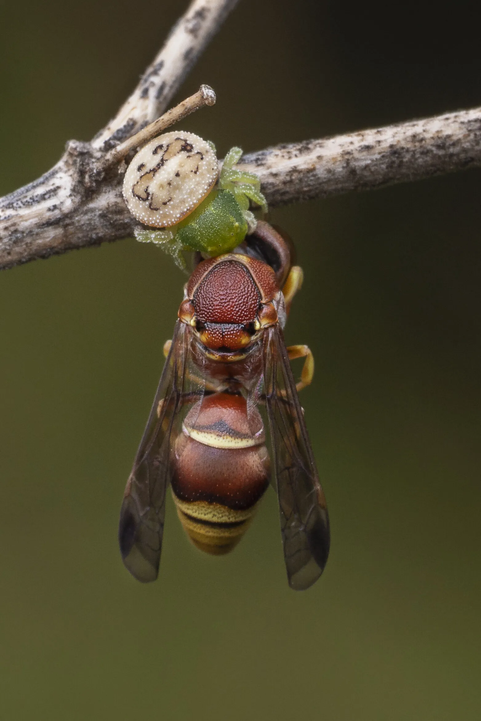 Crab spider with Prey