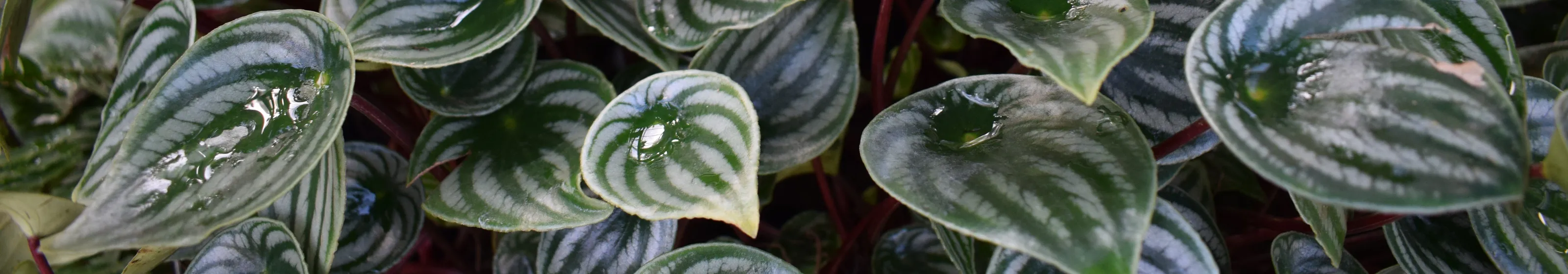 Greenery