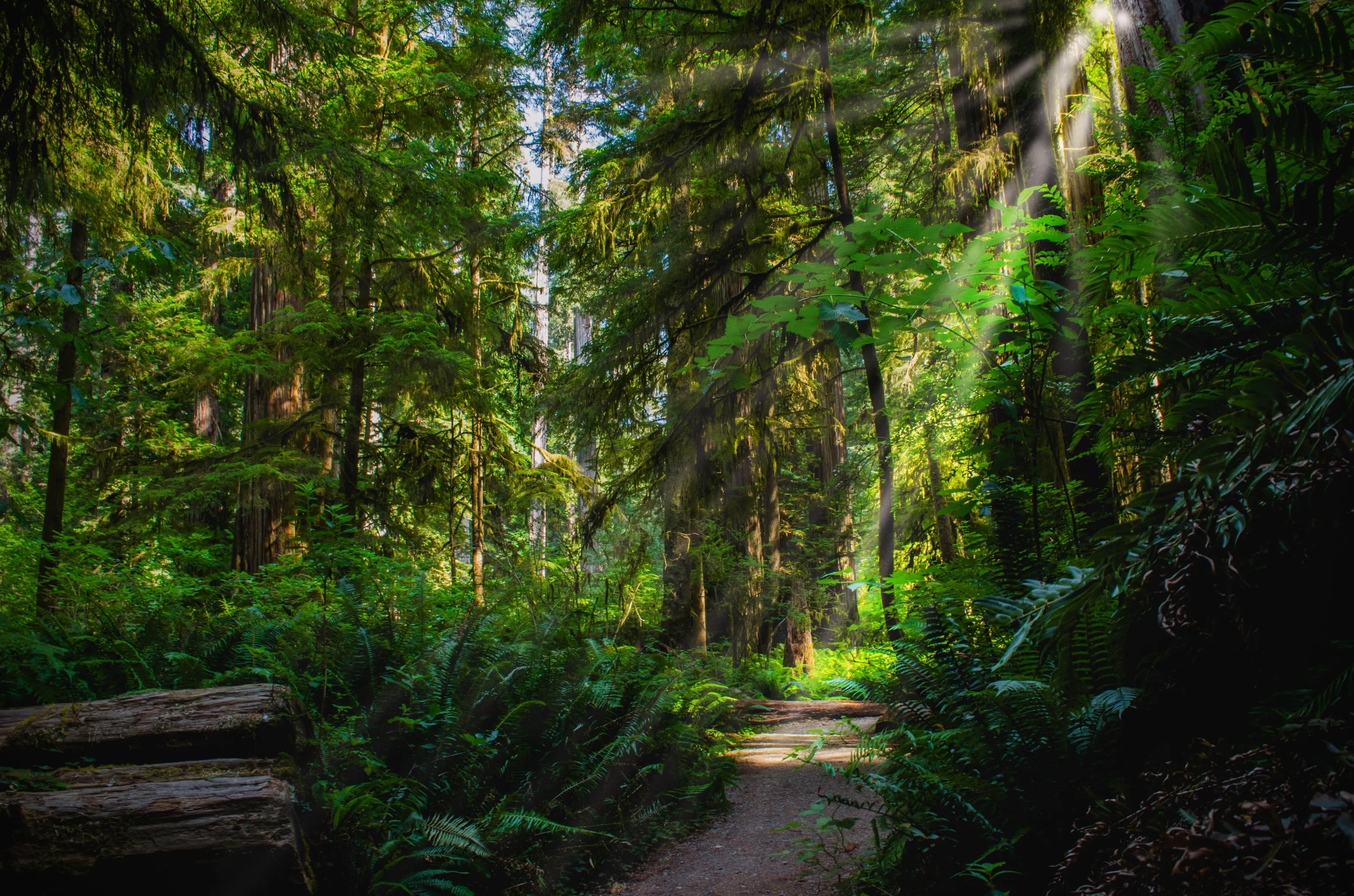 Trail of Mystery