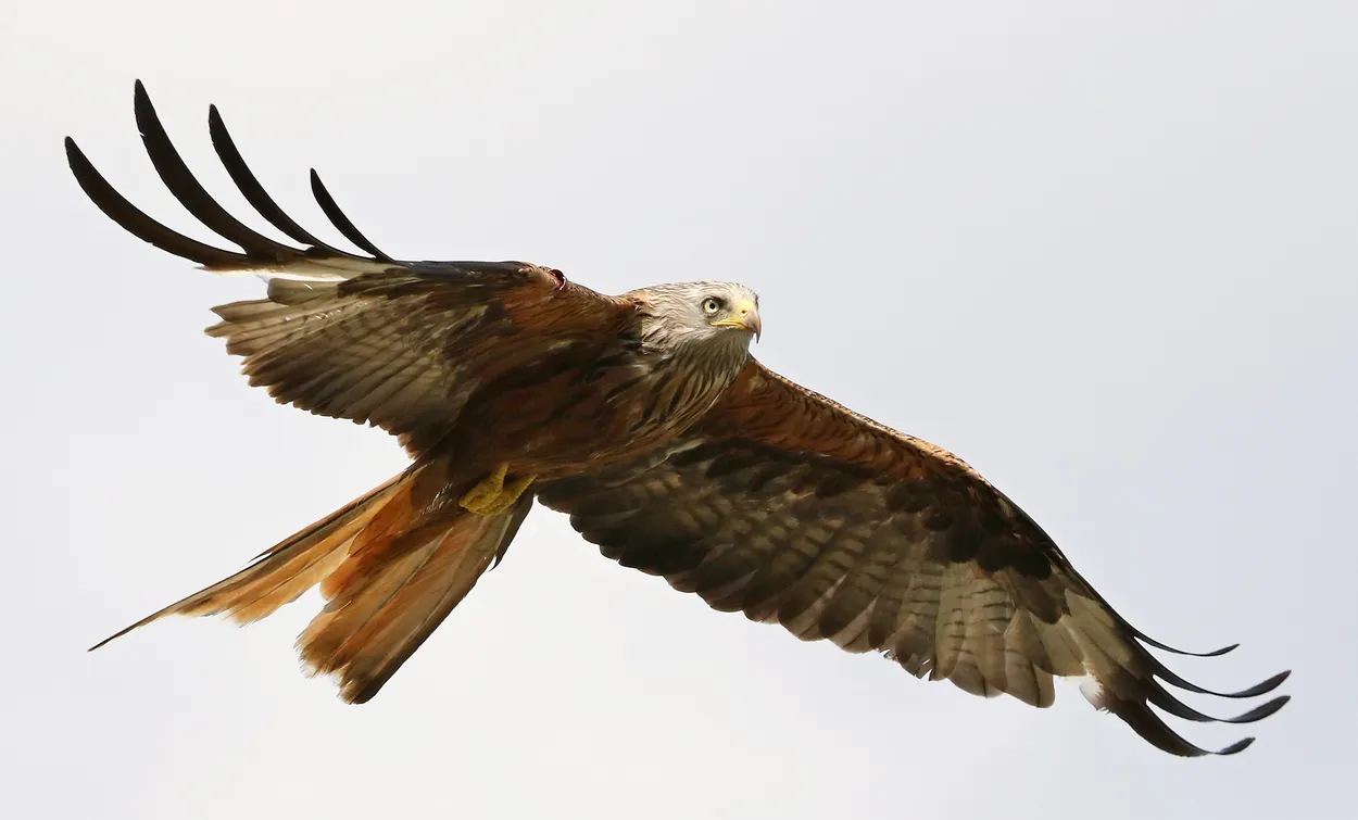 Entry 17866966