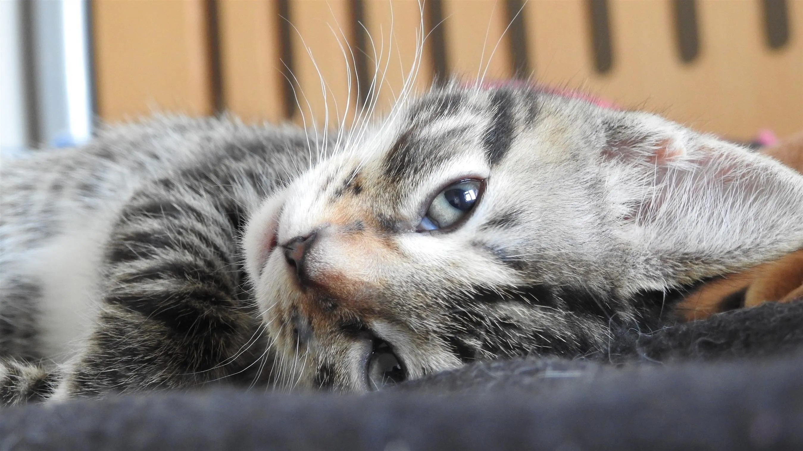Tabby