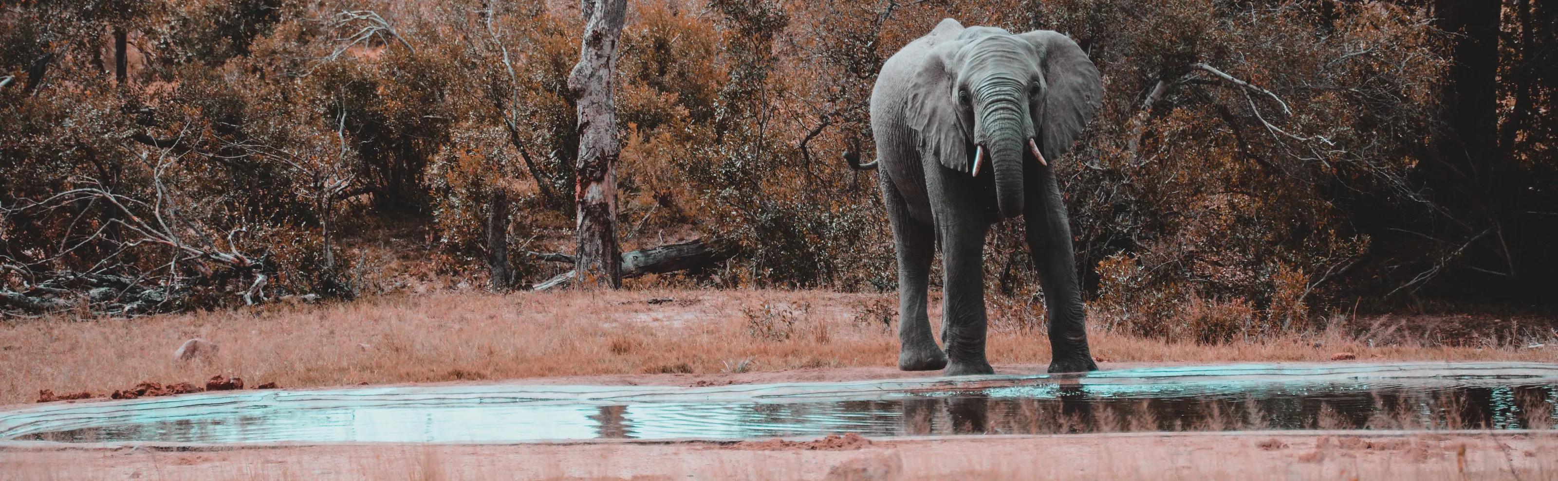 Thirsty Giant!