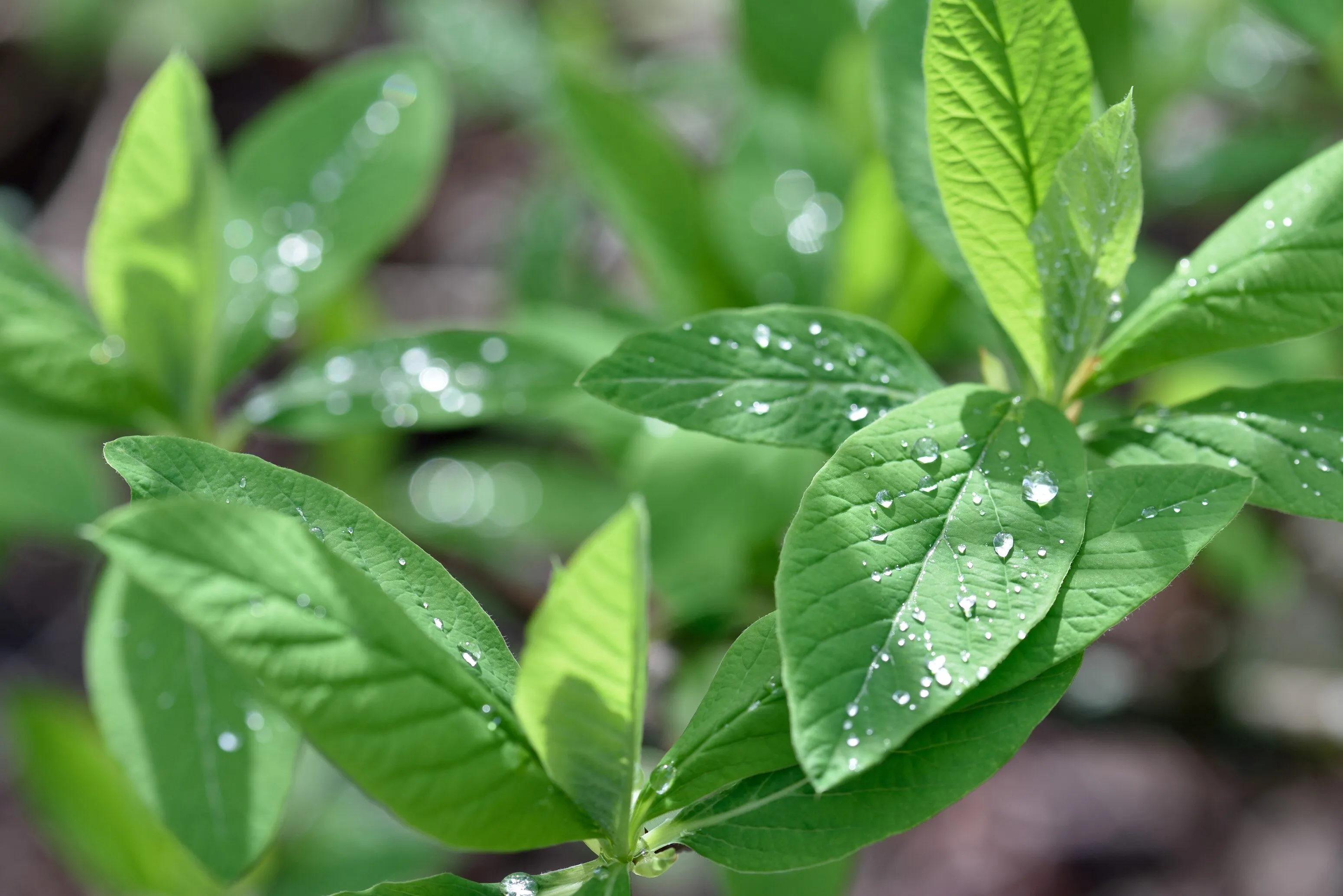 The morning after the rains