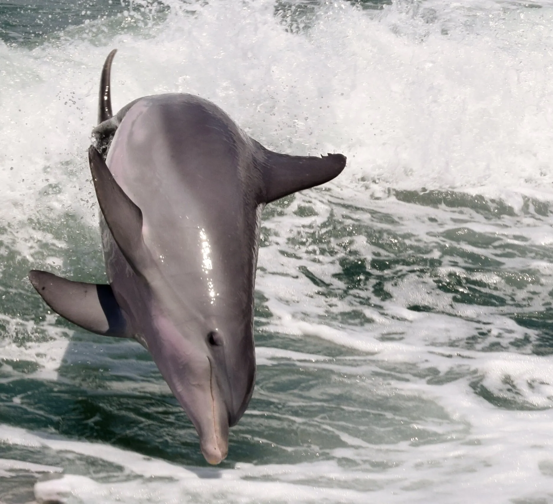 Dolphin at play