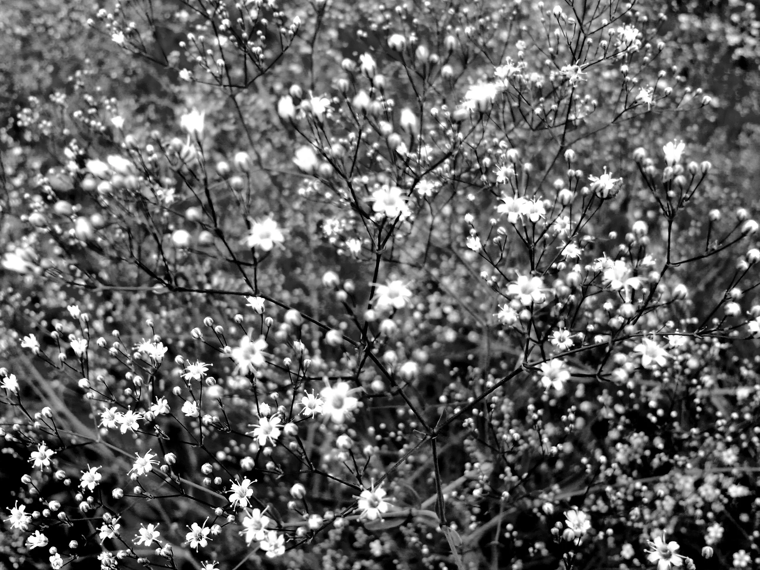 dark flowers