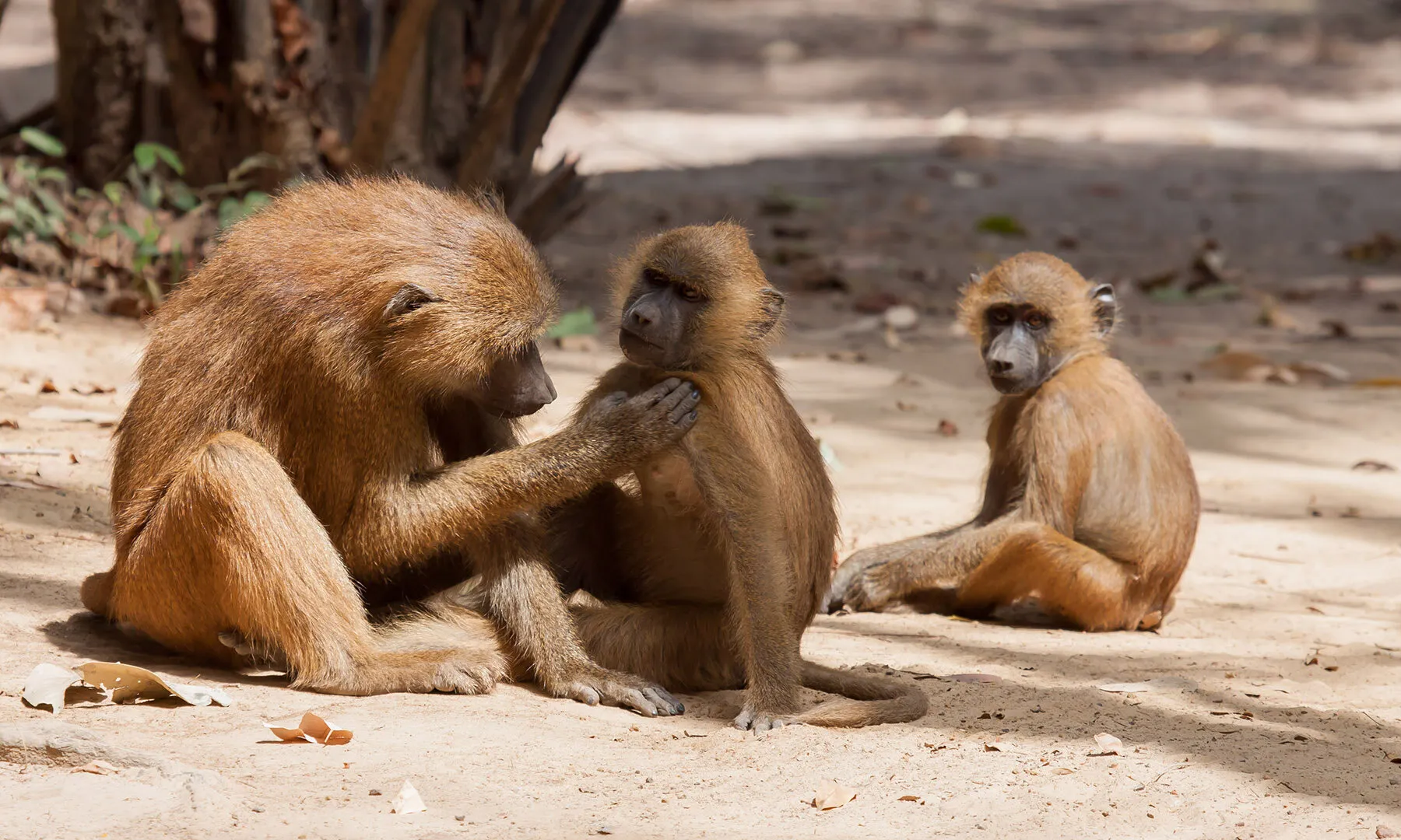 Grooming Baboons