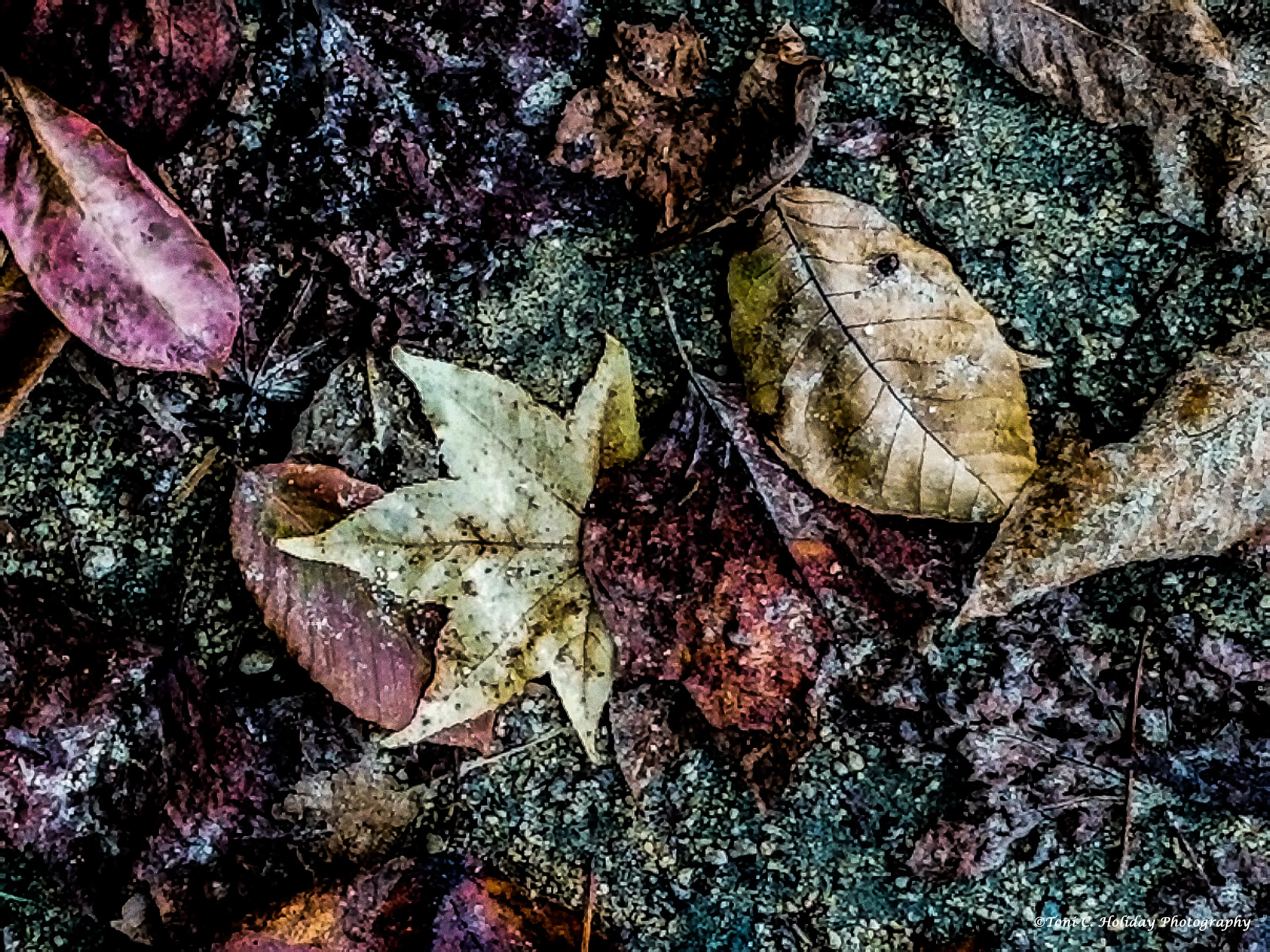 Trail of Fall Leaves