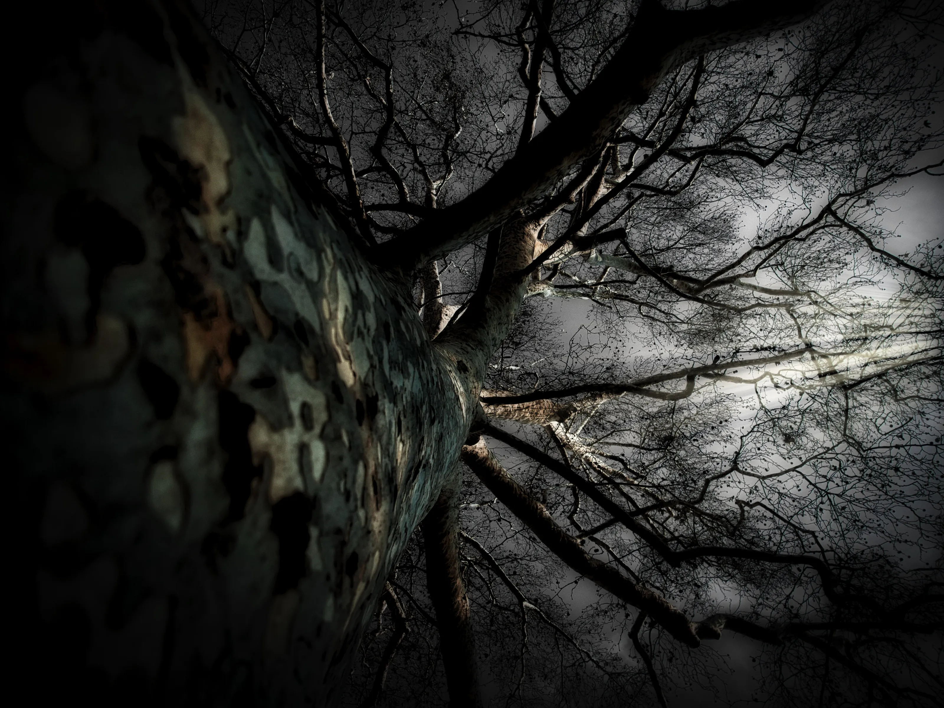 ancient tree