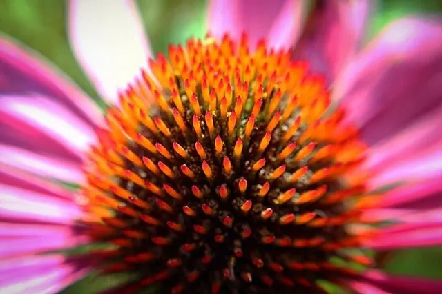 Purple Coneflower (Echinacea purpurea)