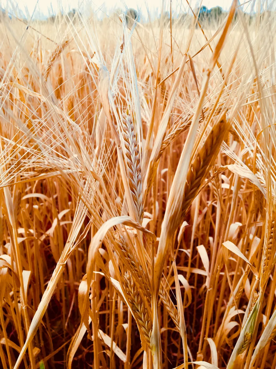 Barley