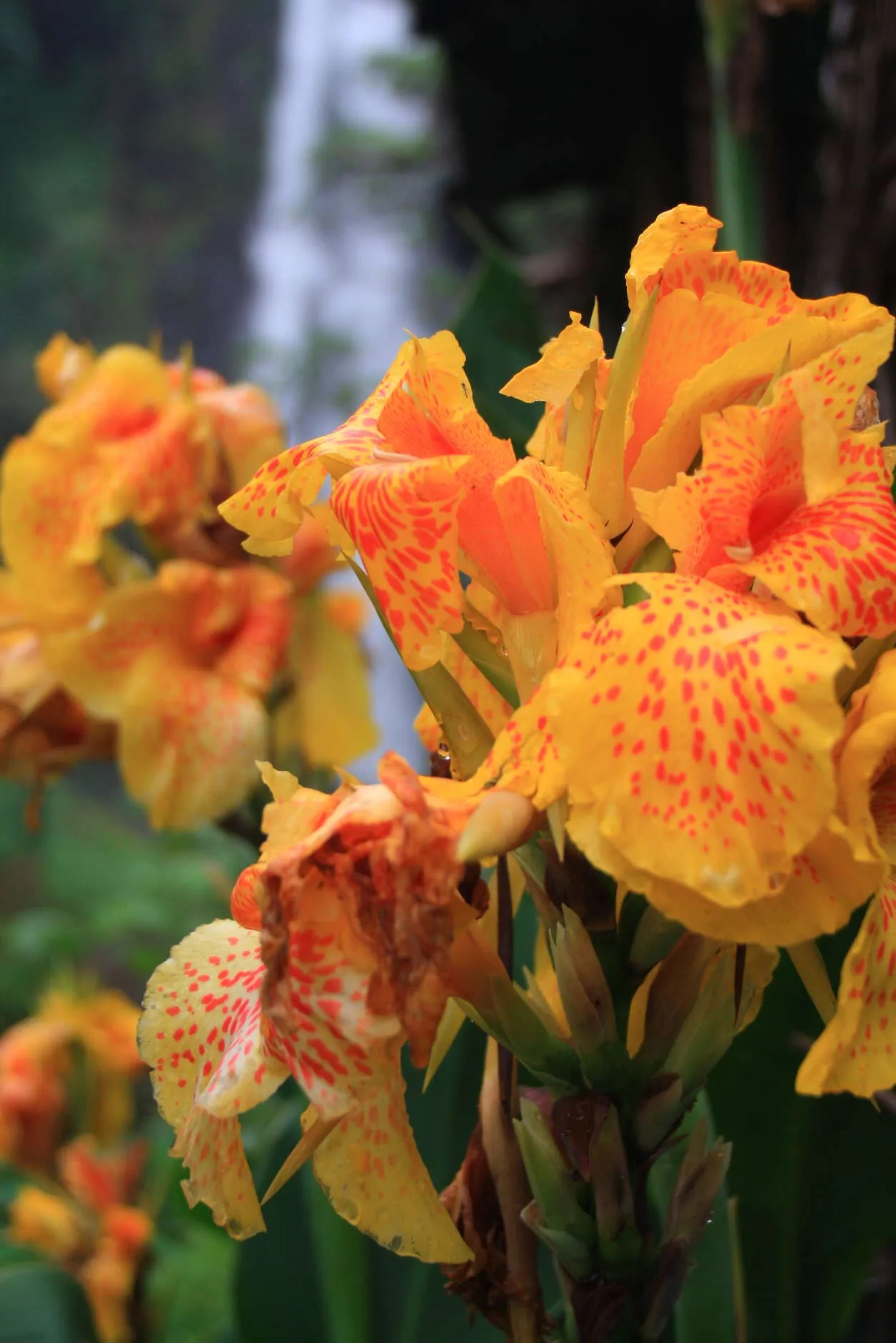 Lilies and the Waterfall