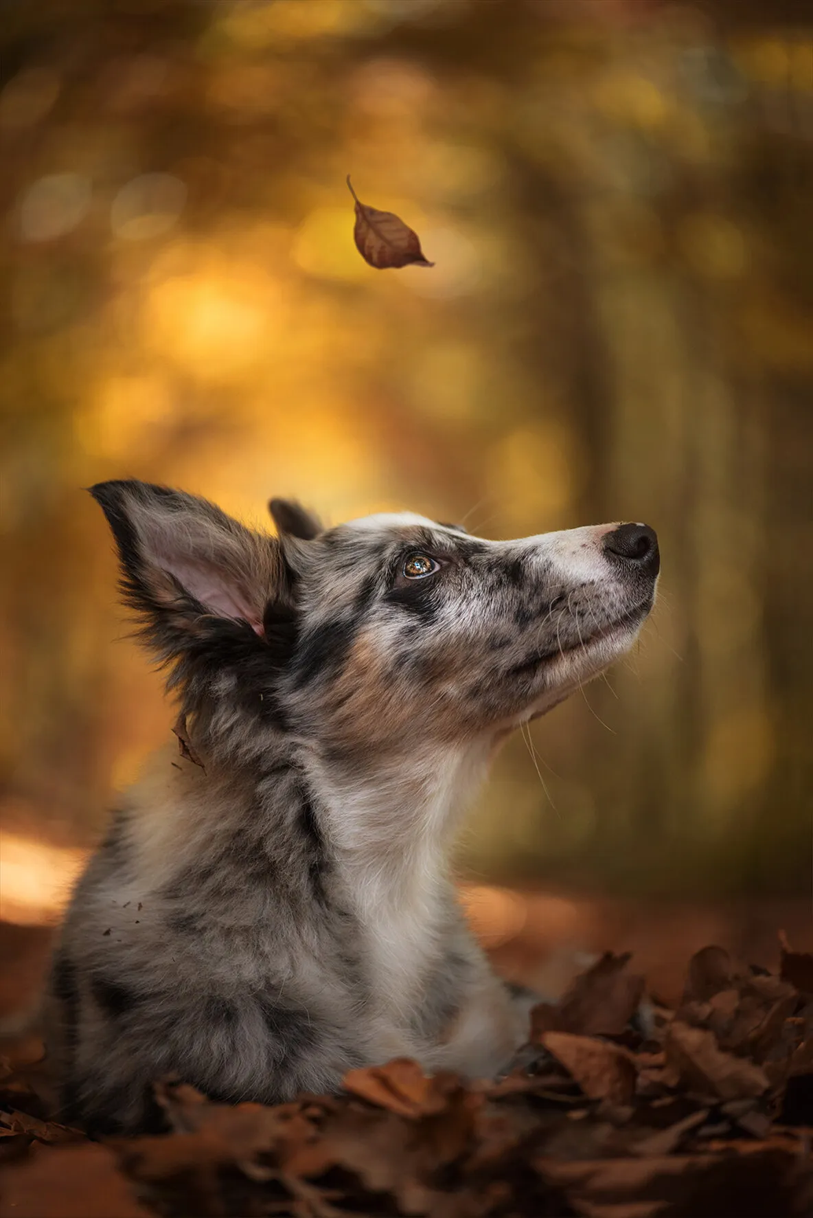 Autumn's Calling