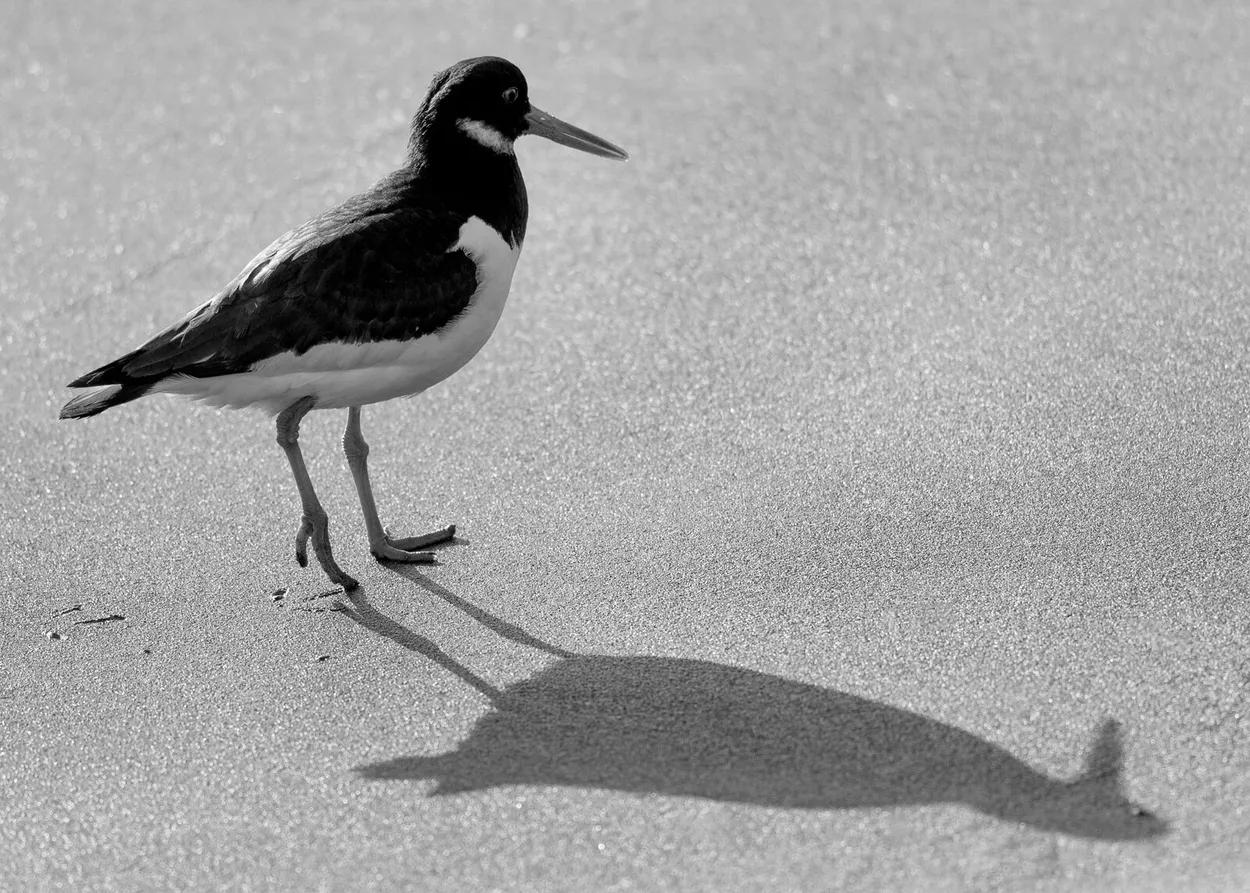 Entry 21810866