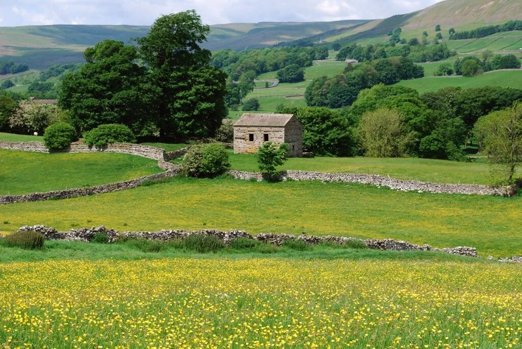 Buttercup Meadows - Wensleydale