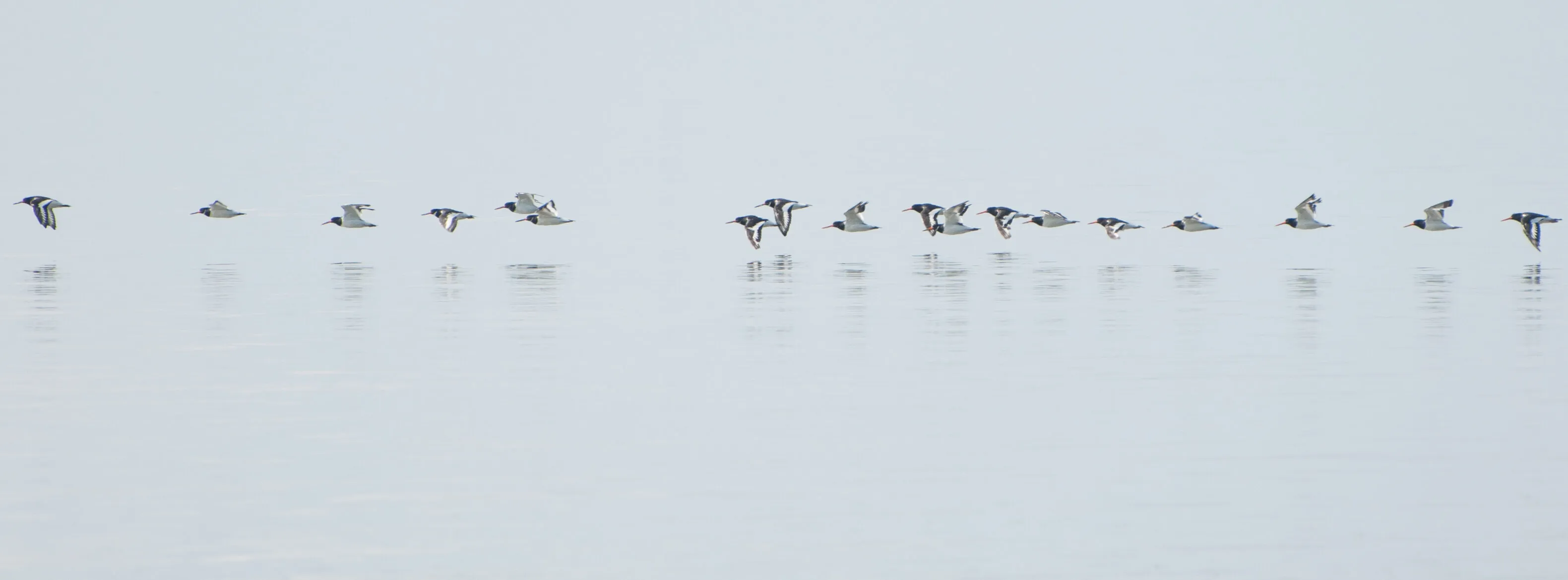 Oyster catchers skimming the water