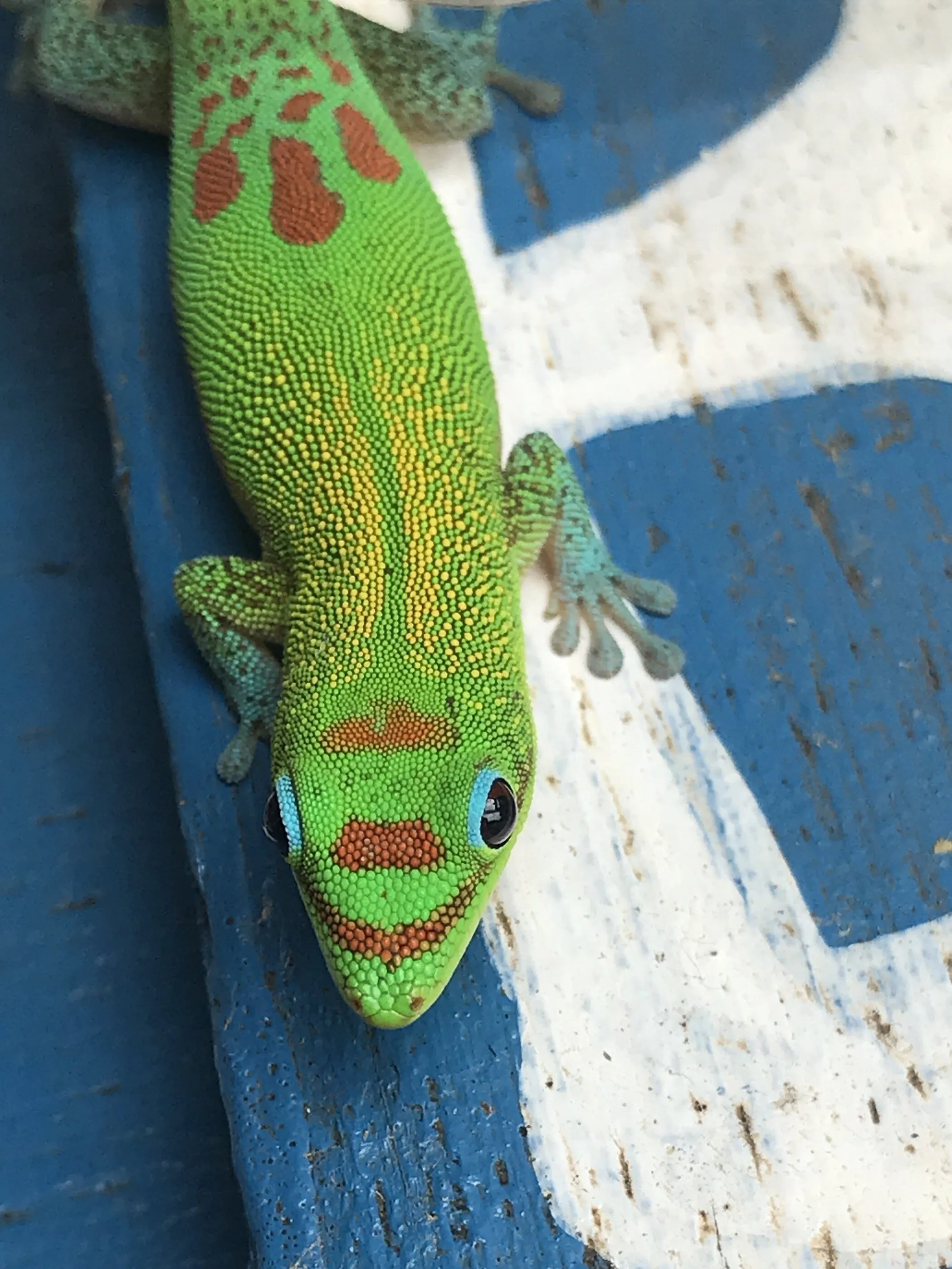 My New Best Friend