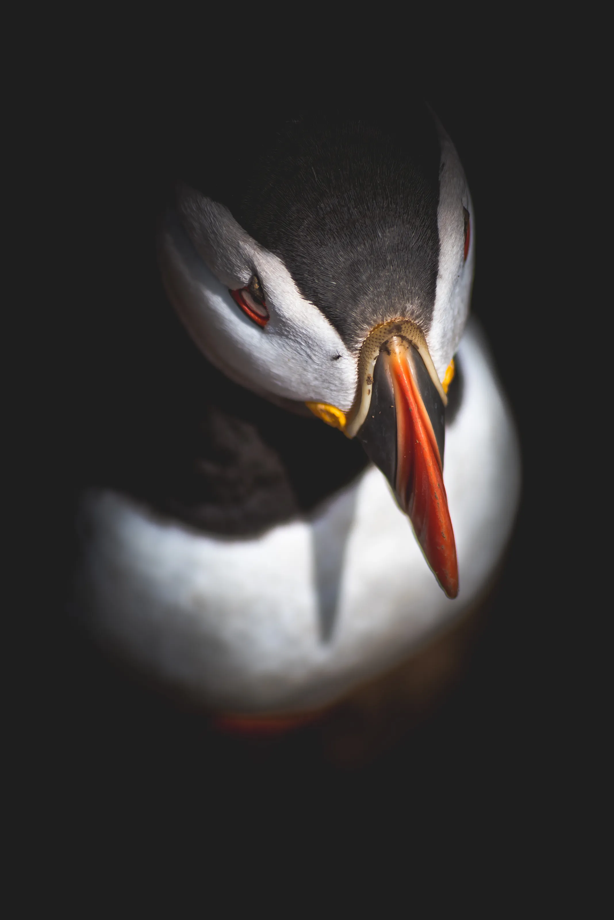 Puffin Emerging from Burrow