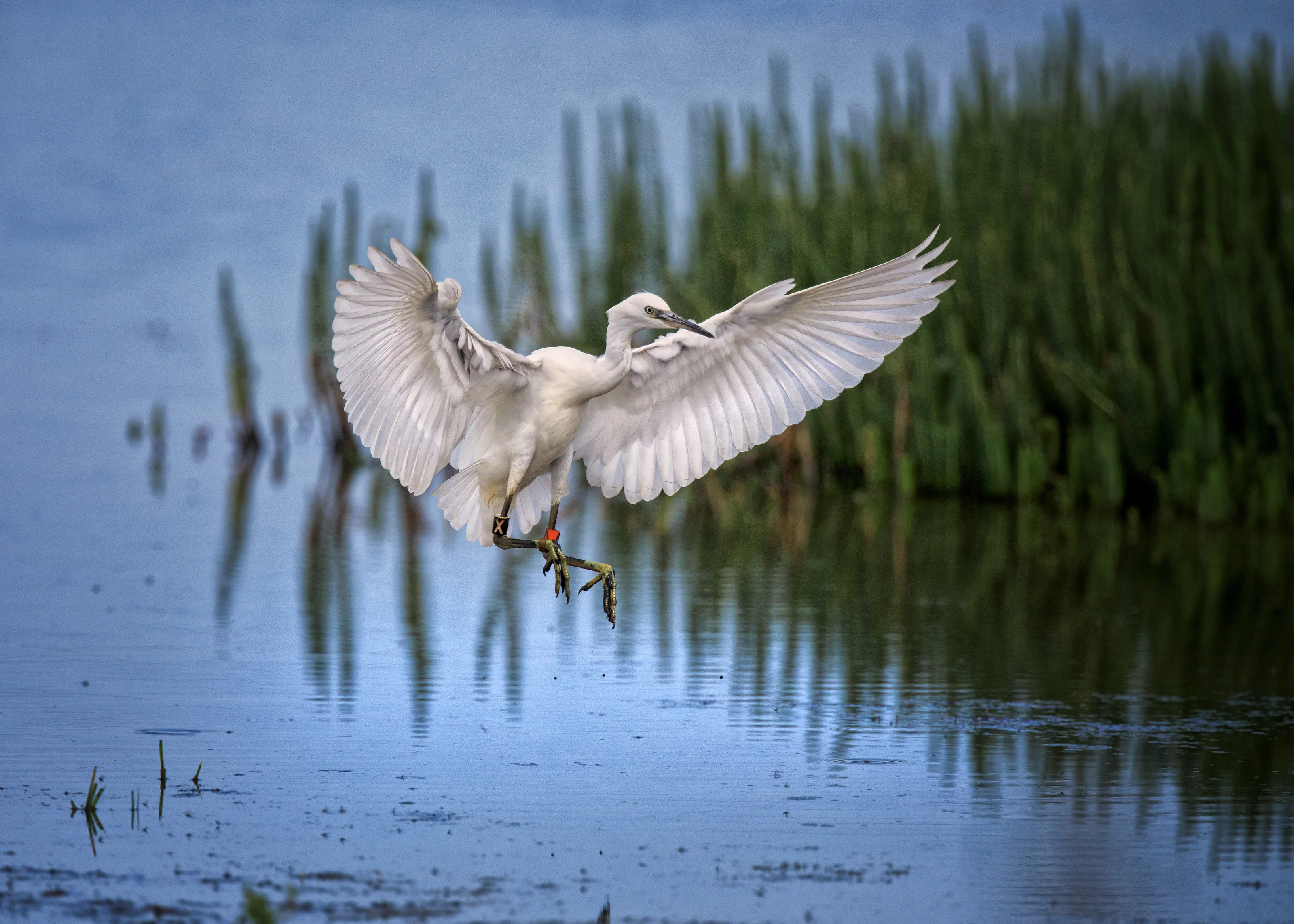 Egret