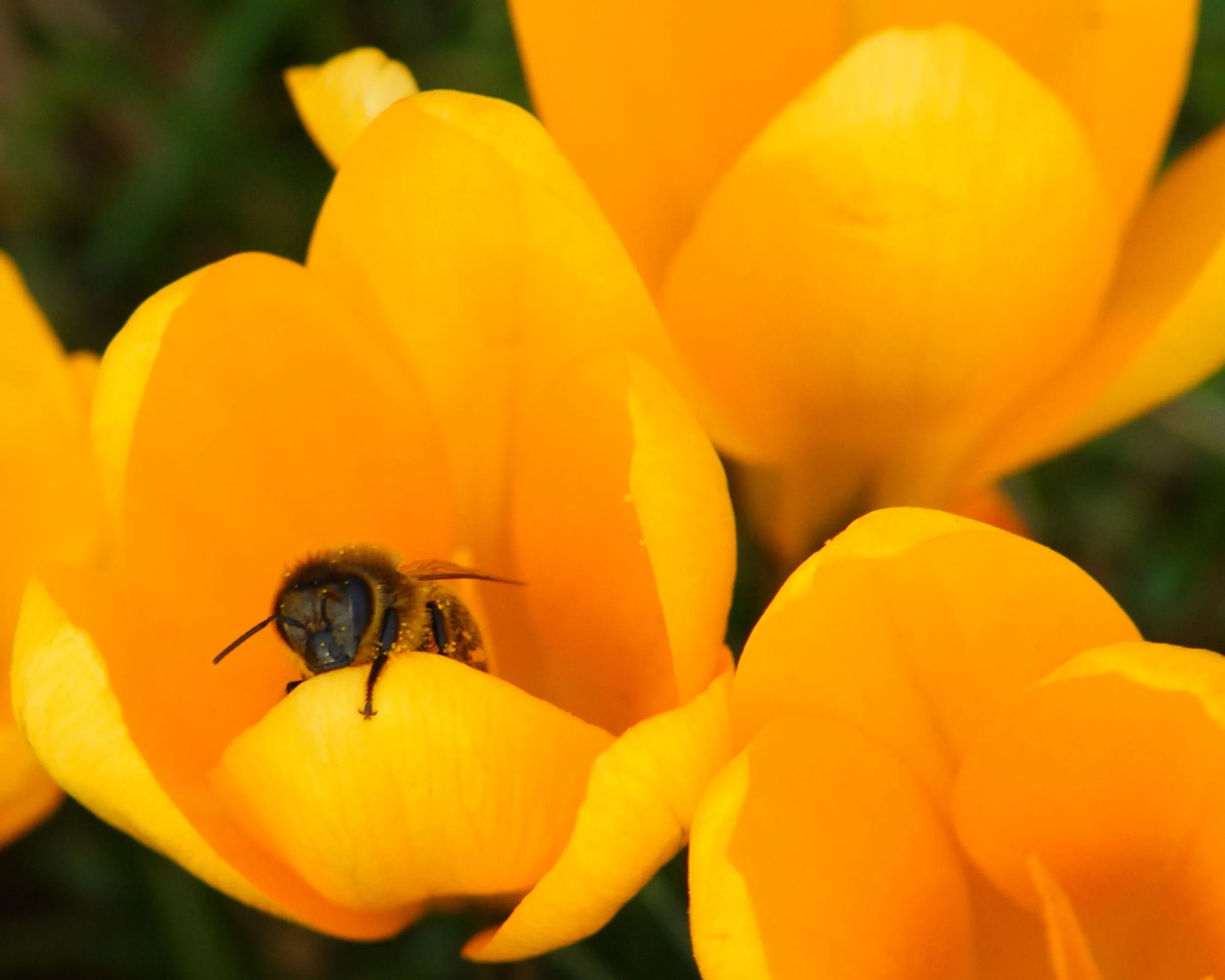 bee on crocus