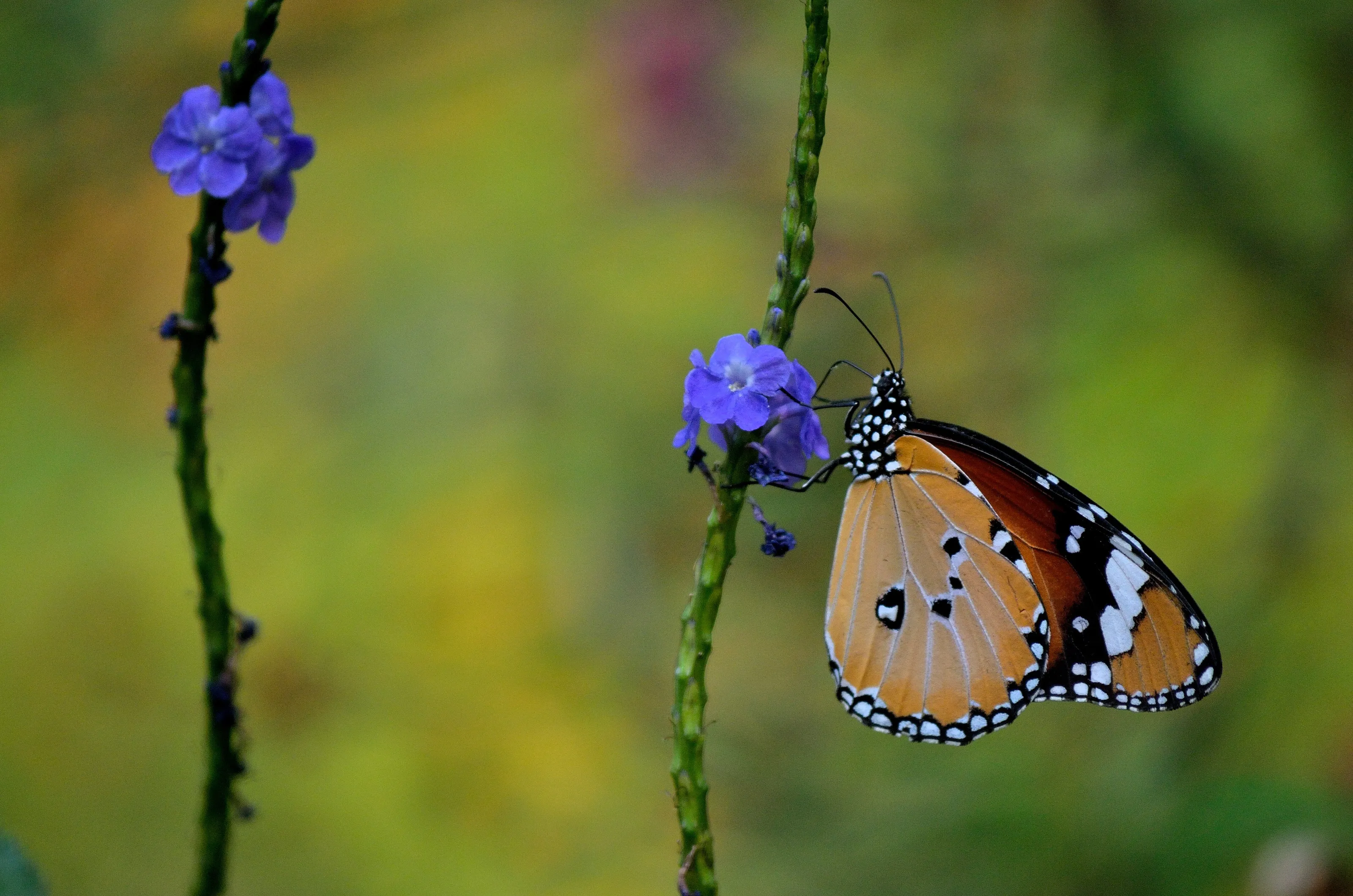 A Butterfly
