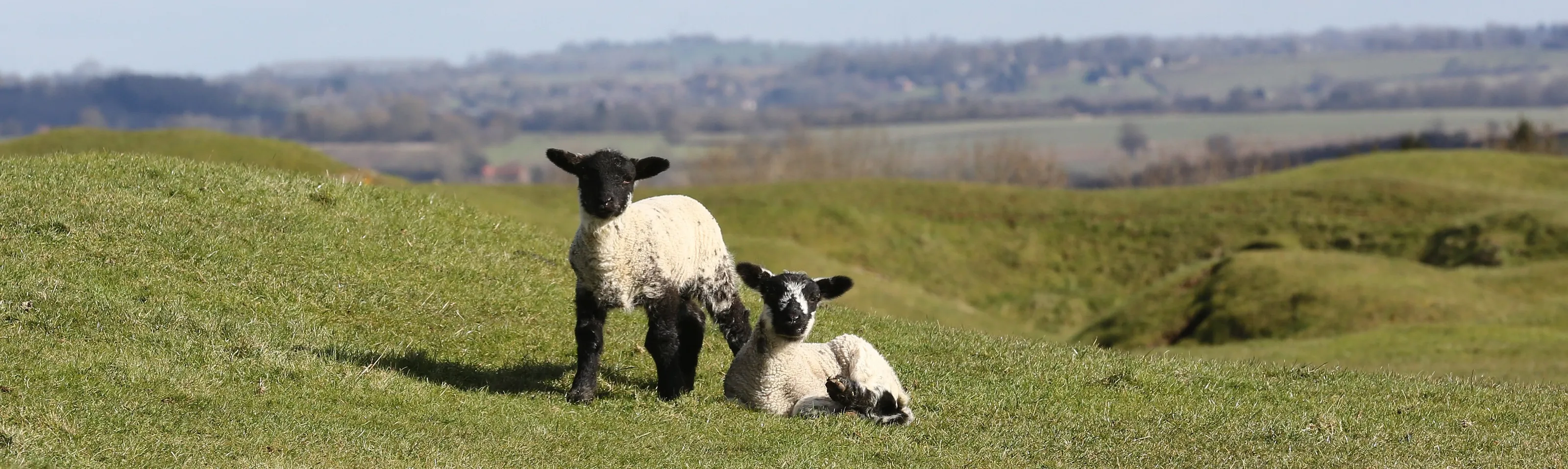 Signs of Spring