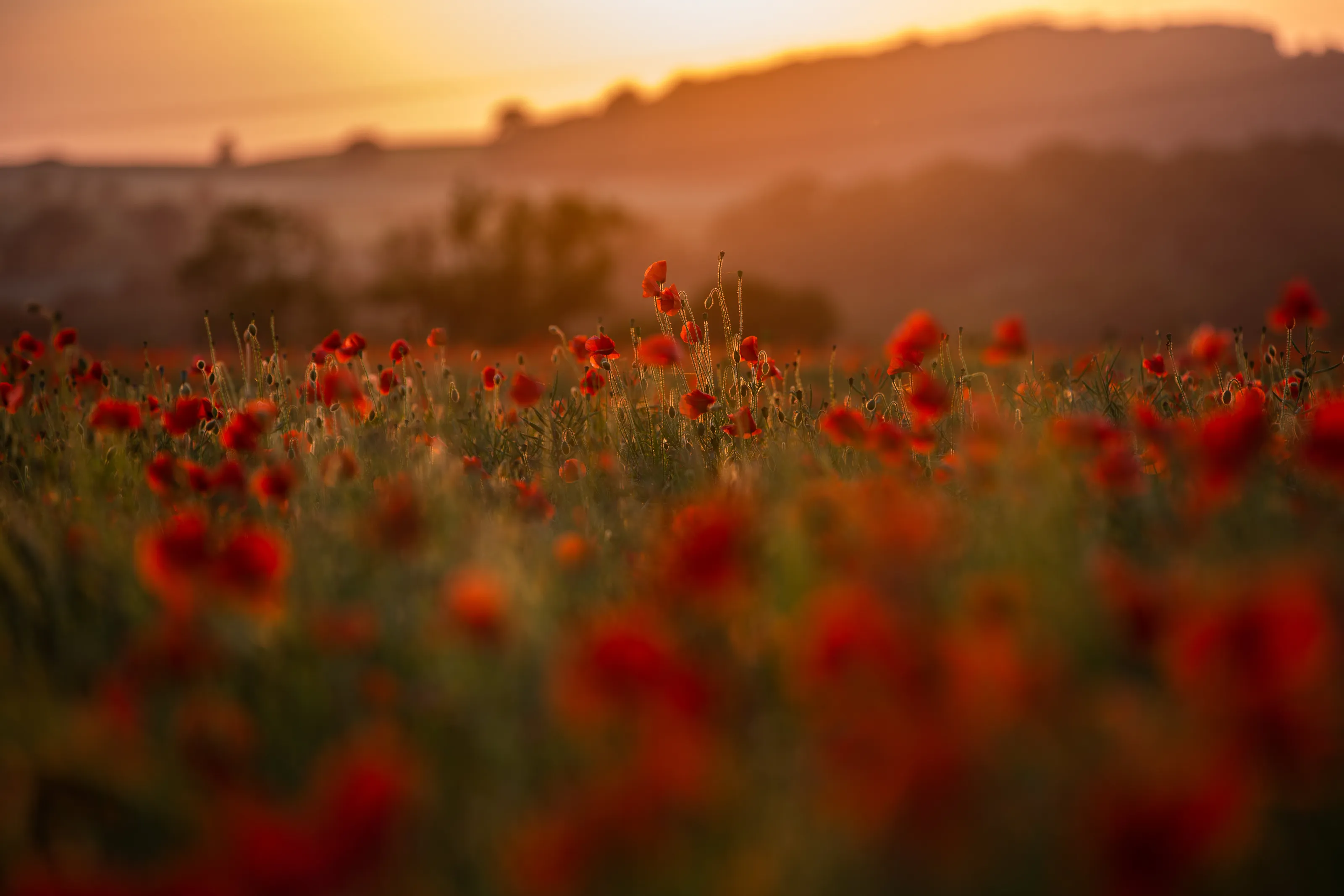 Poppies at Sunset